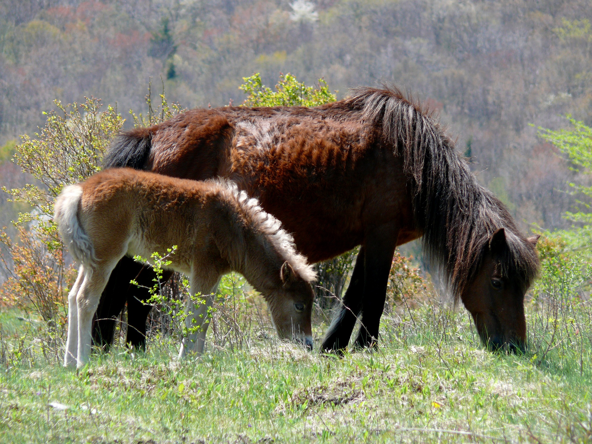 Grayson Highlands Ponies-27527-1