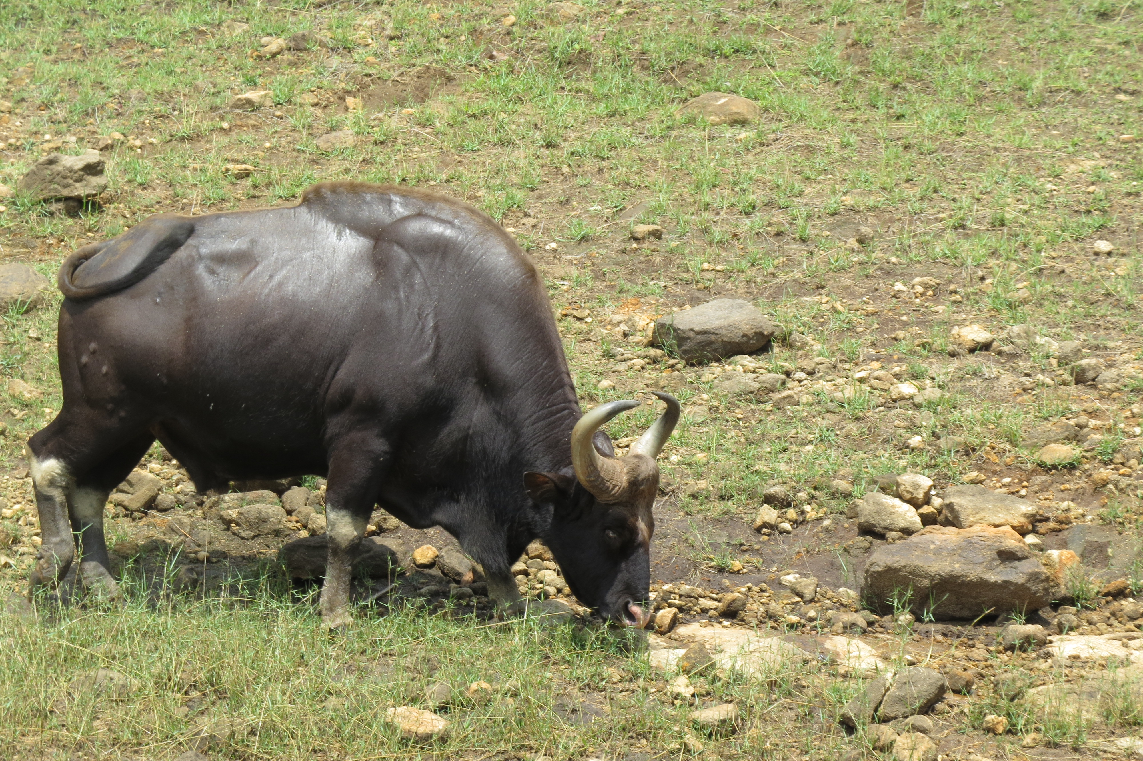 Grazing gaur bull in Periyar TR AJTJ IMG 5343