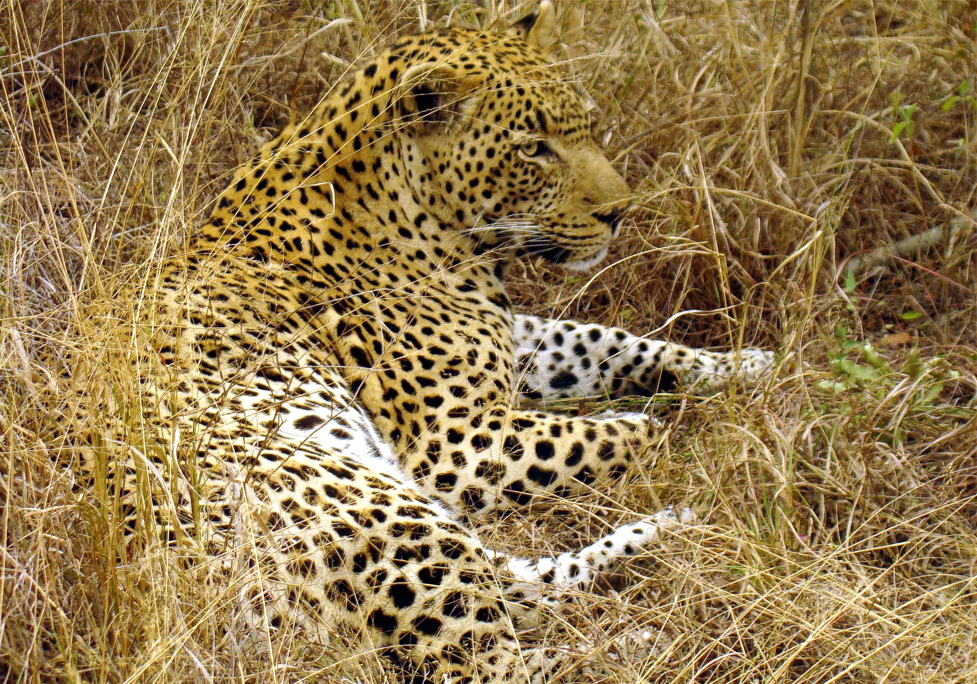 Great male Leopard in South Afrika-JD
