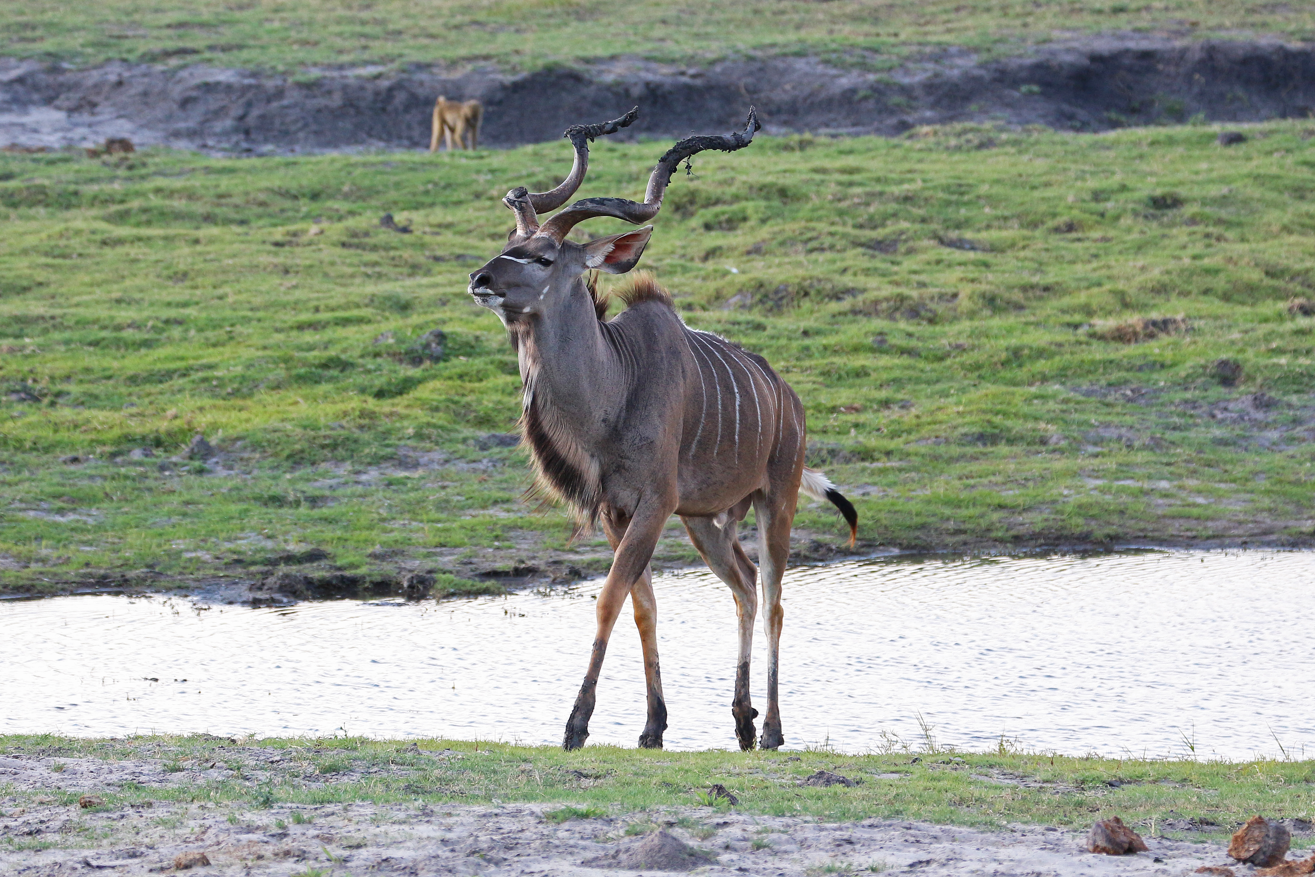Greater kudu in Chobe National Park 01