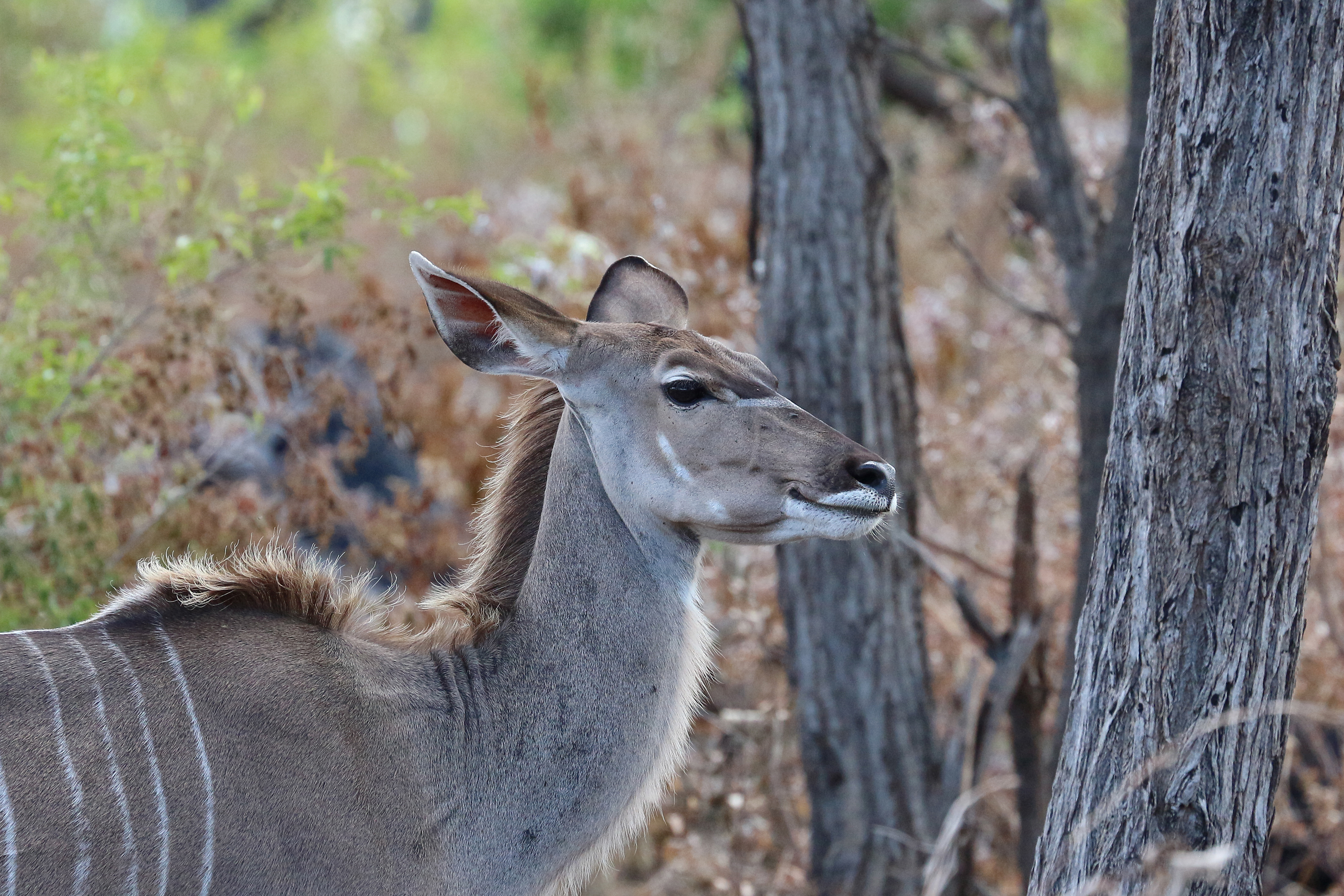 Greater kudu on Madlabantu Trail 