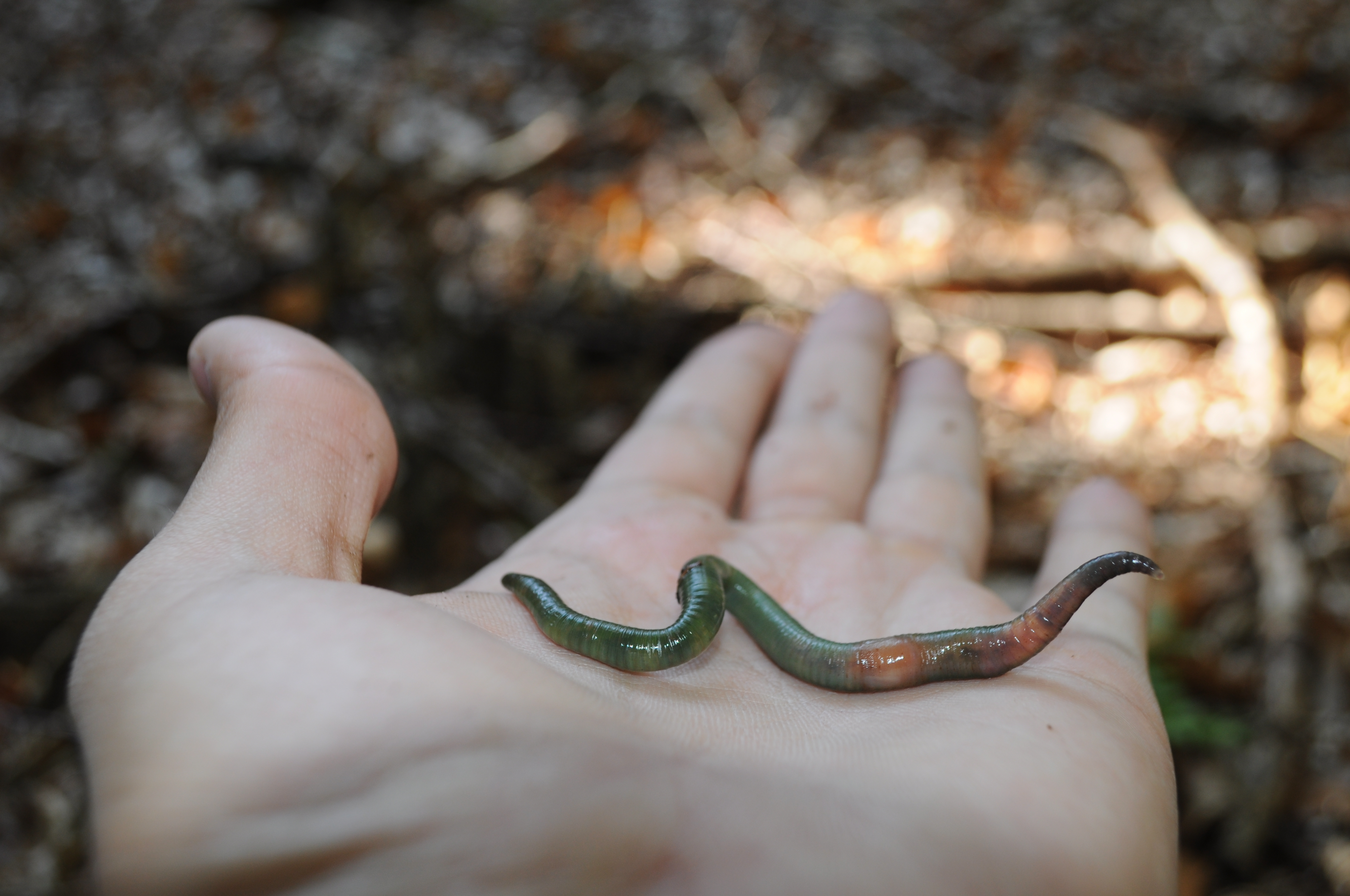 Green Allolobophora
