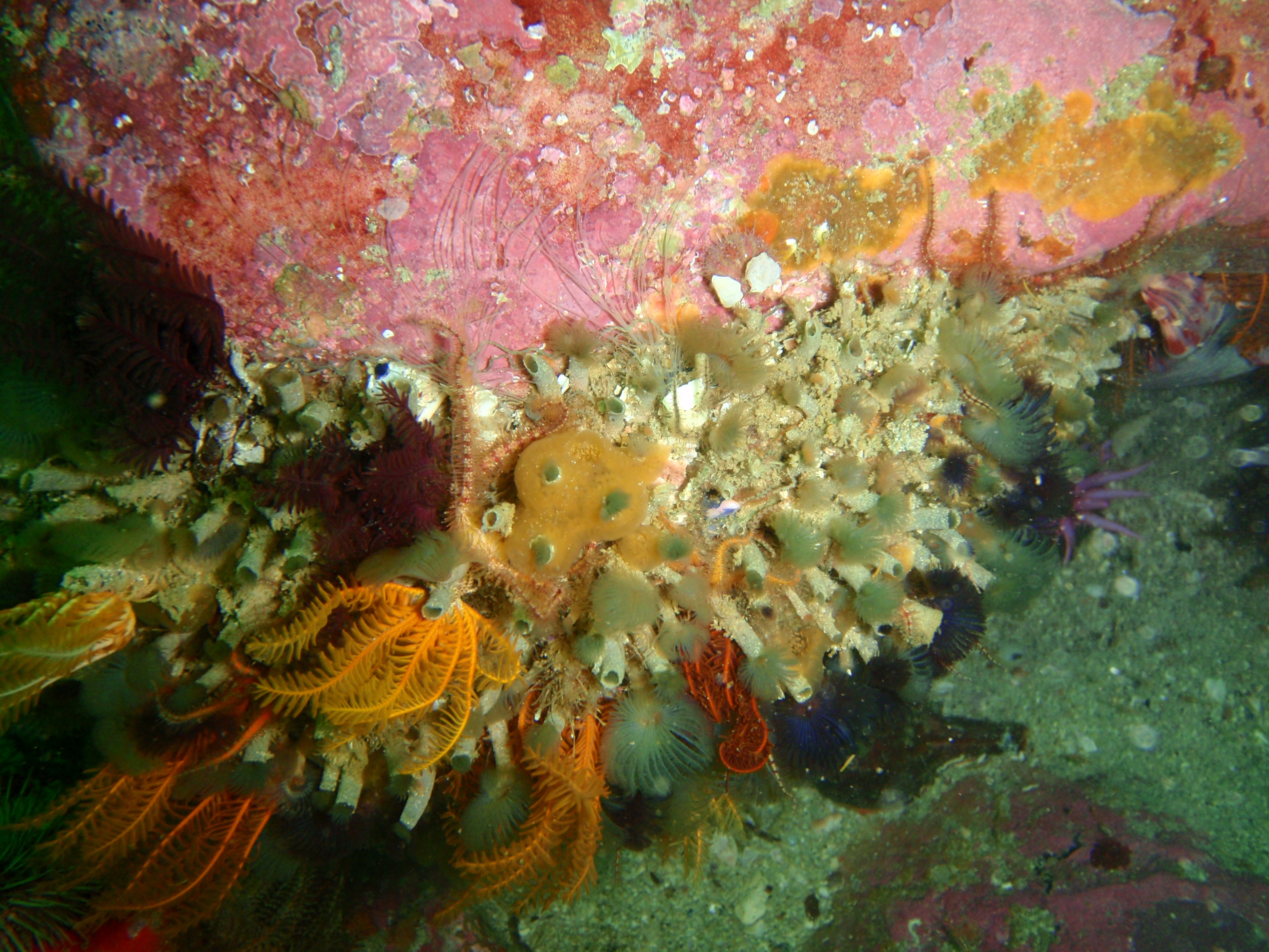 Green colonial fanworns at Rocky Bay PB022135