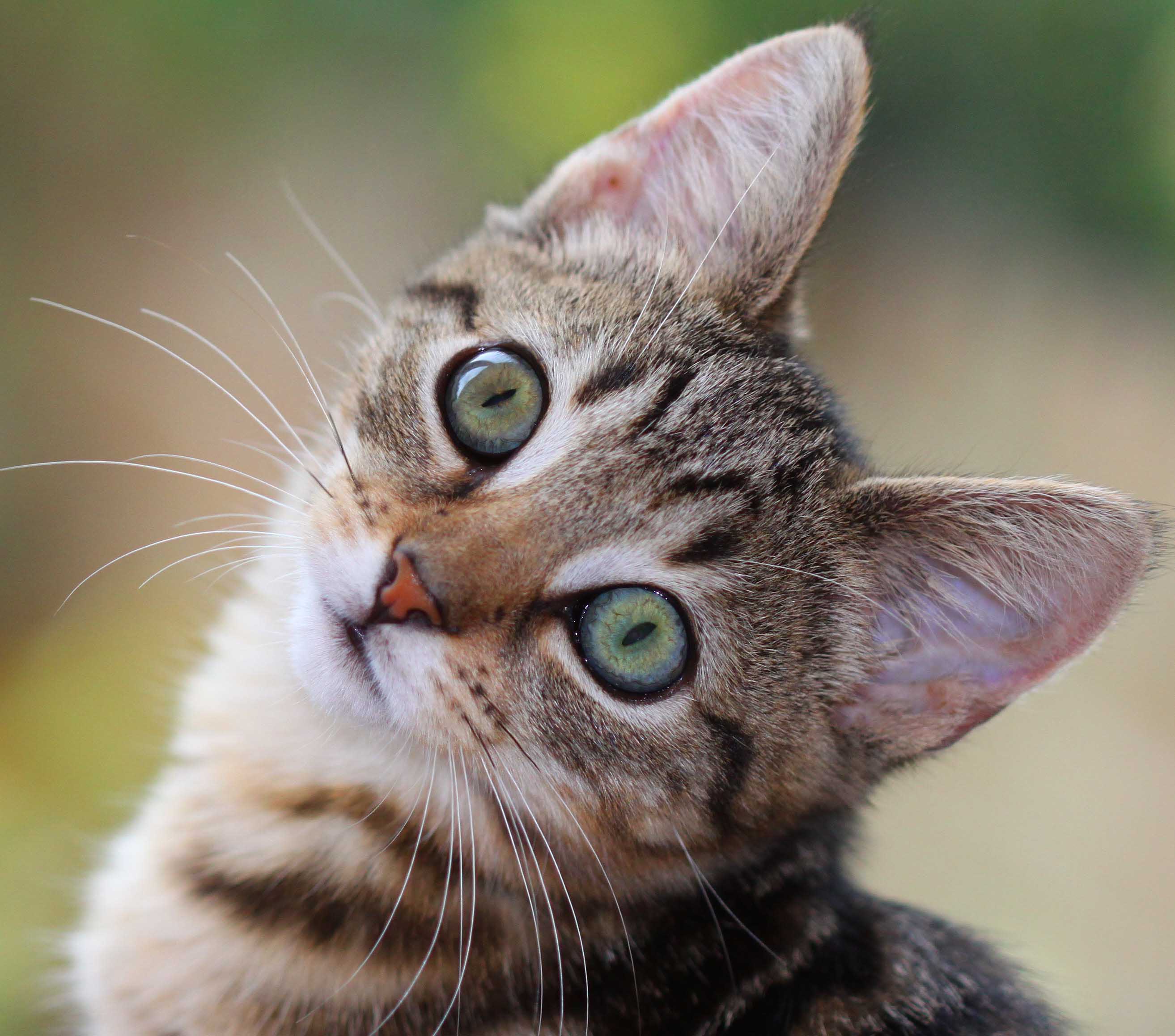 Green eyes kitten