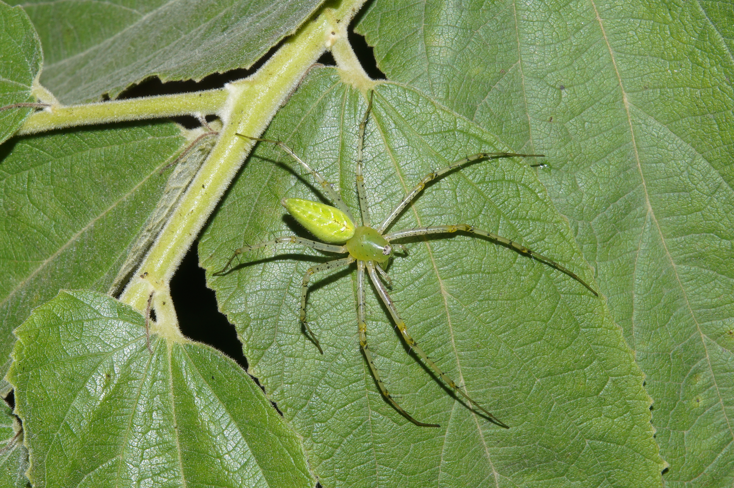 Green Lynx Spider7037