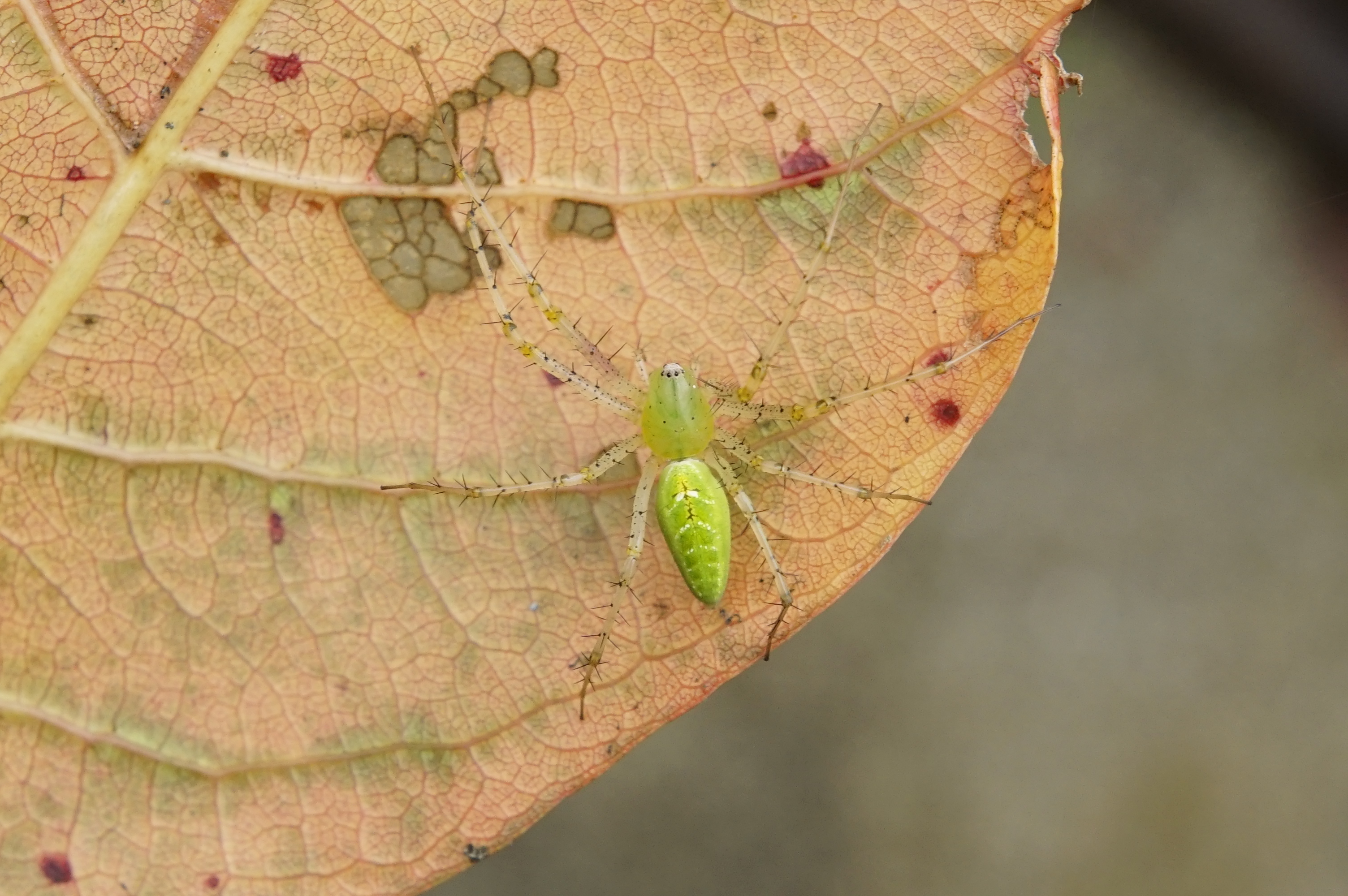 Green Lynx Spider 7064