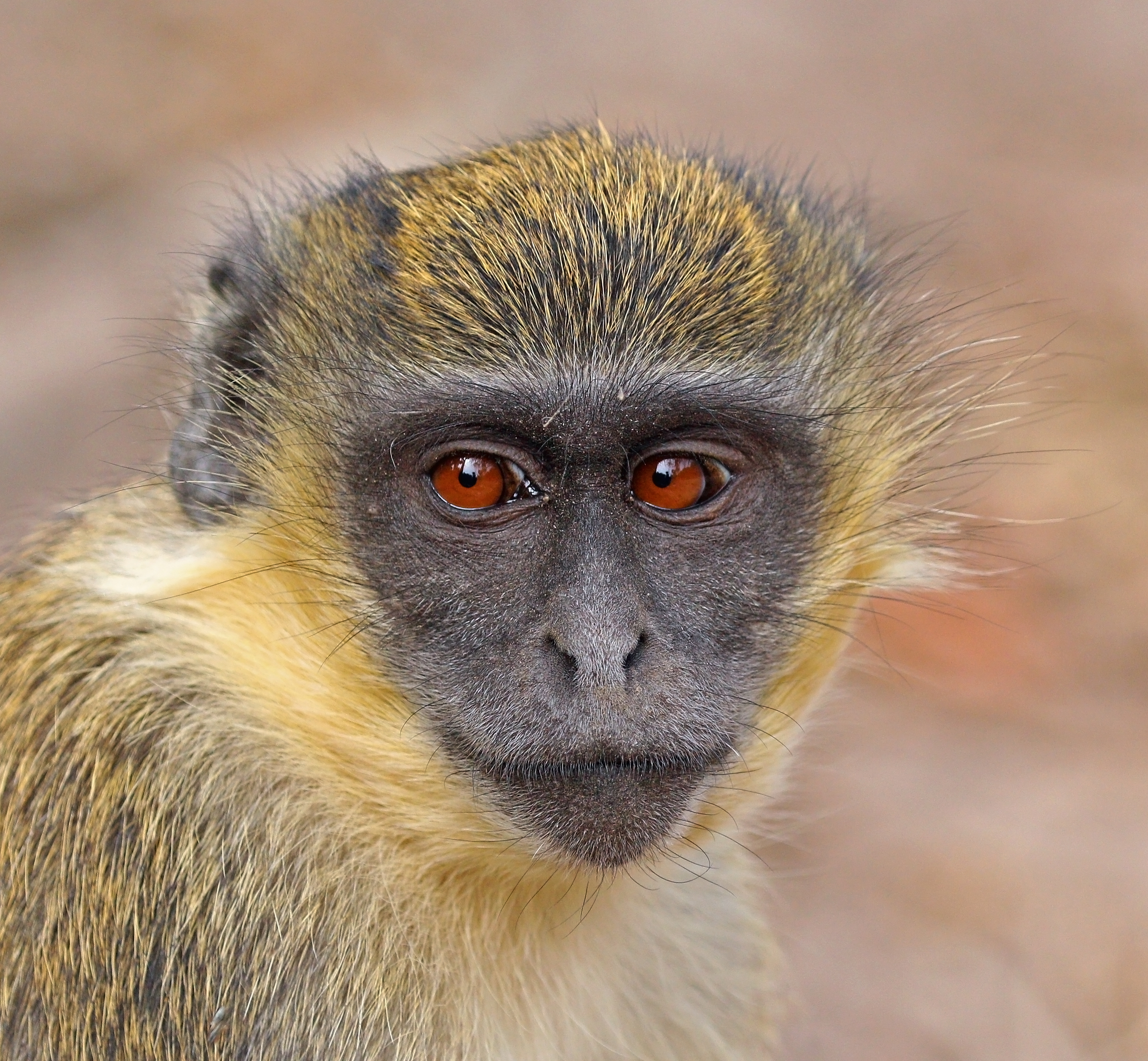 Green monkey (Chlorocebus sabaeus) juvenile head