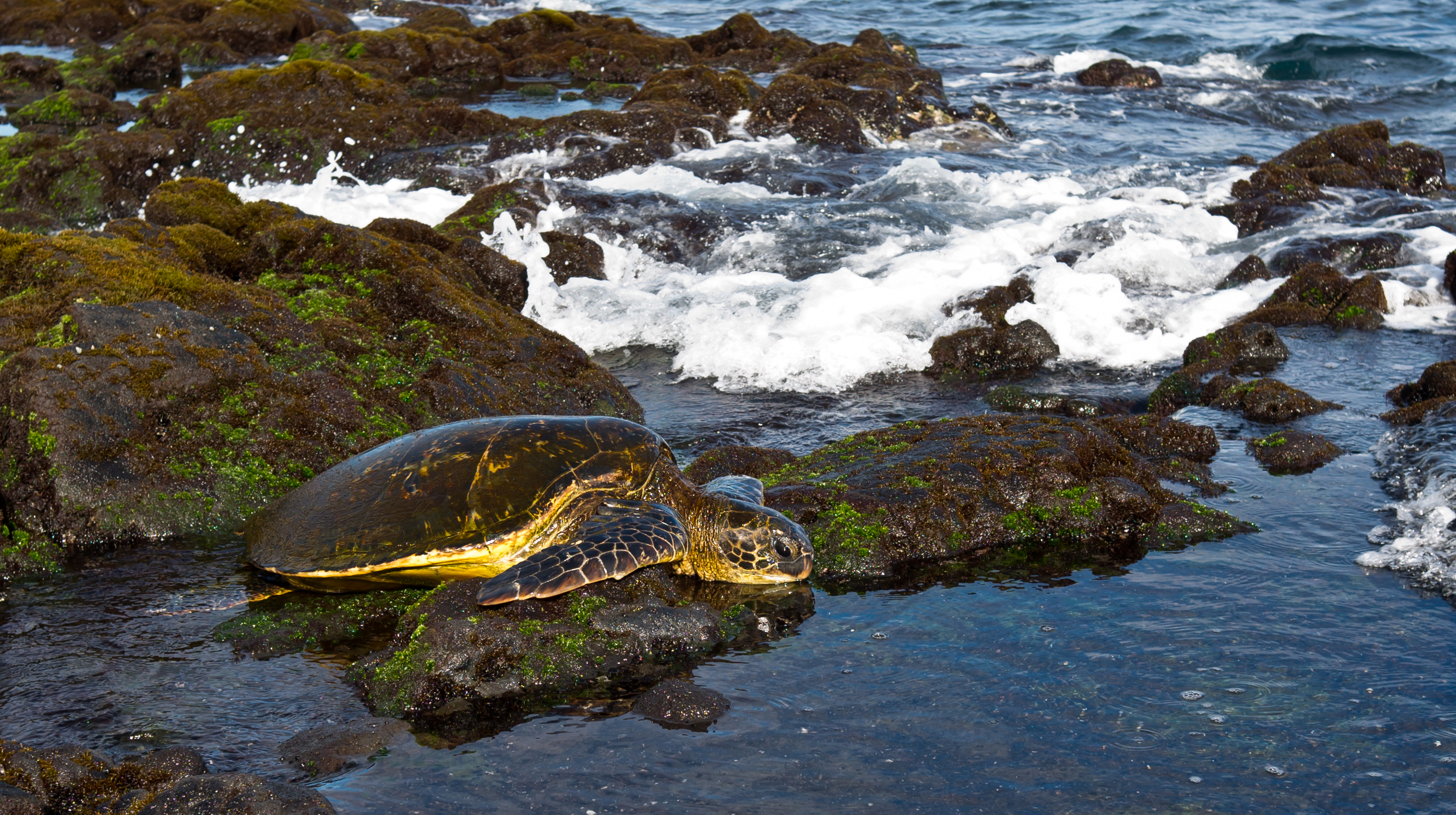 Green sea turtle at Punaluu beach, Hawaii