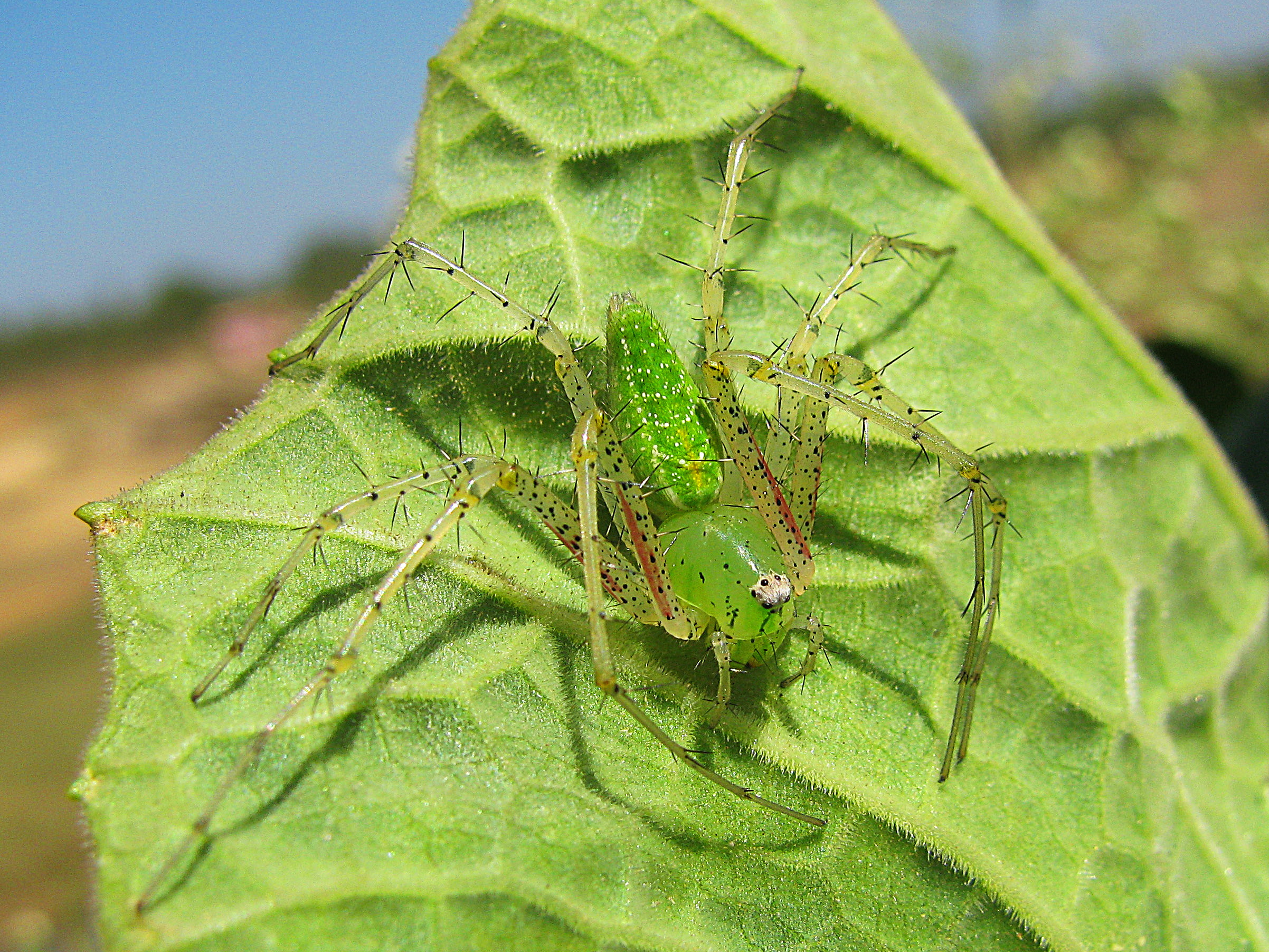Green spider