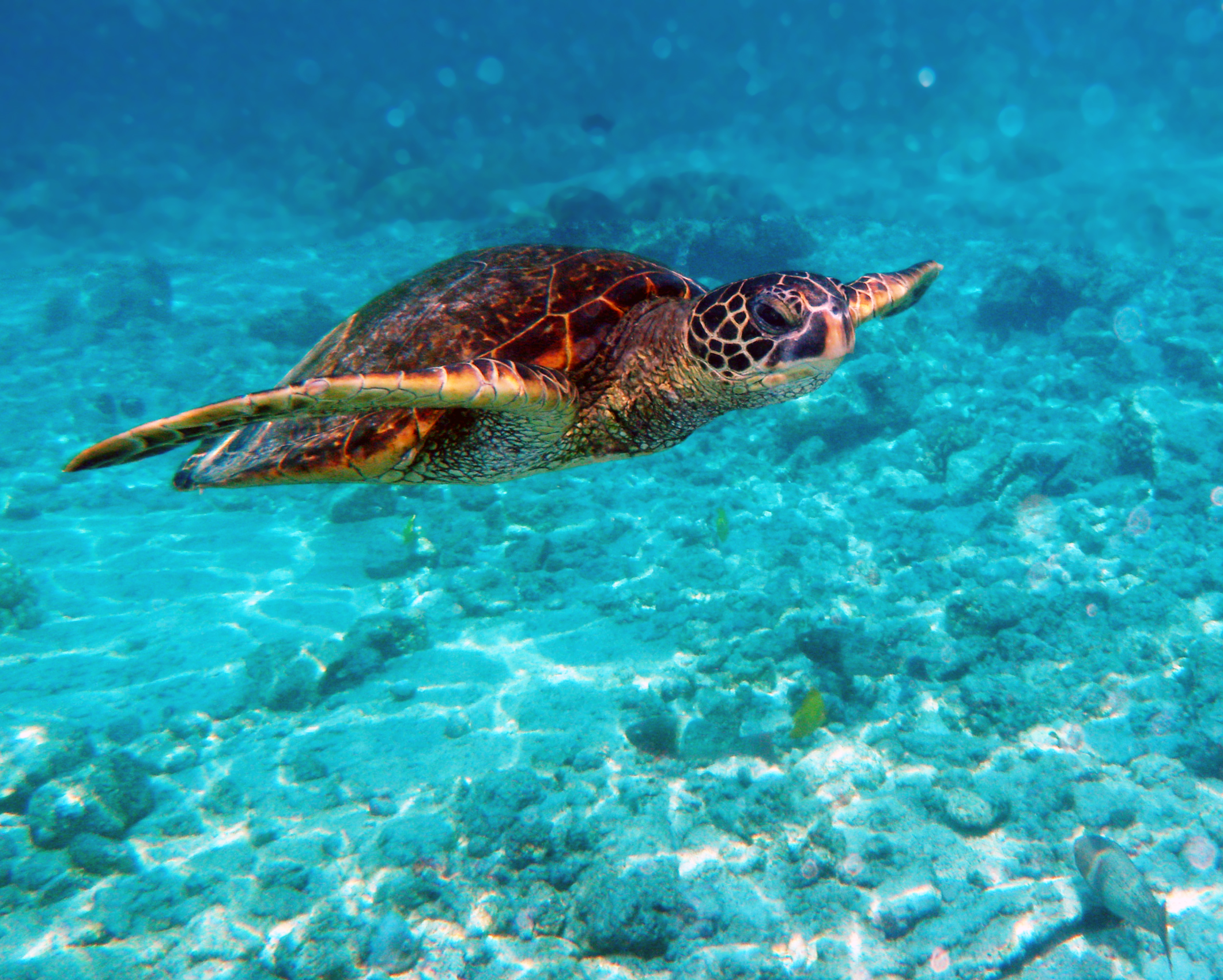 Green turtle in Kona 2010 