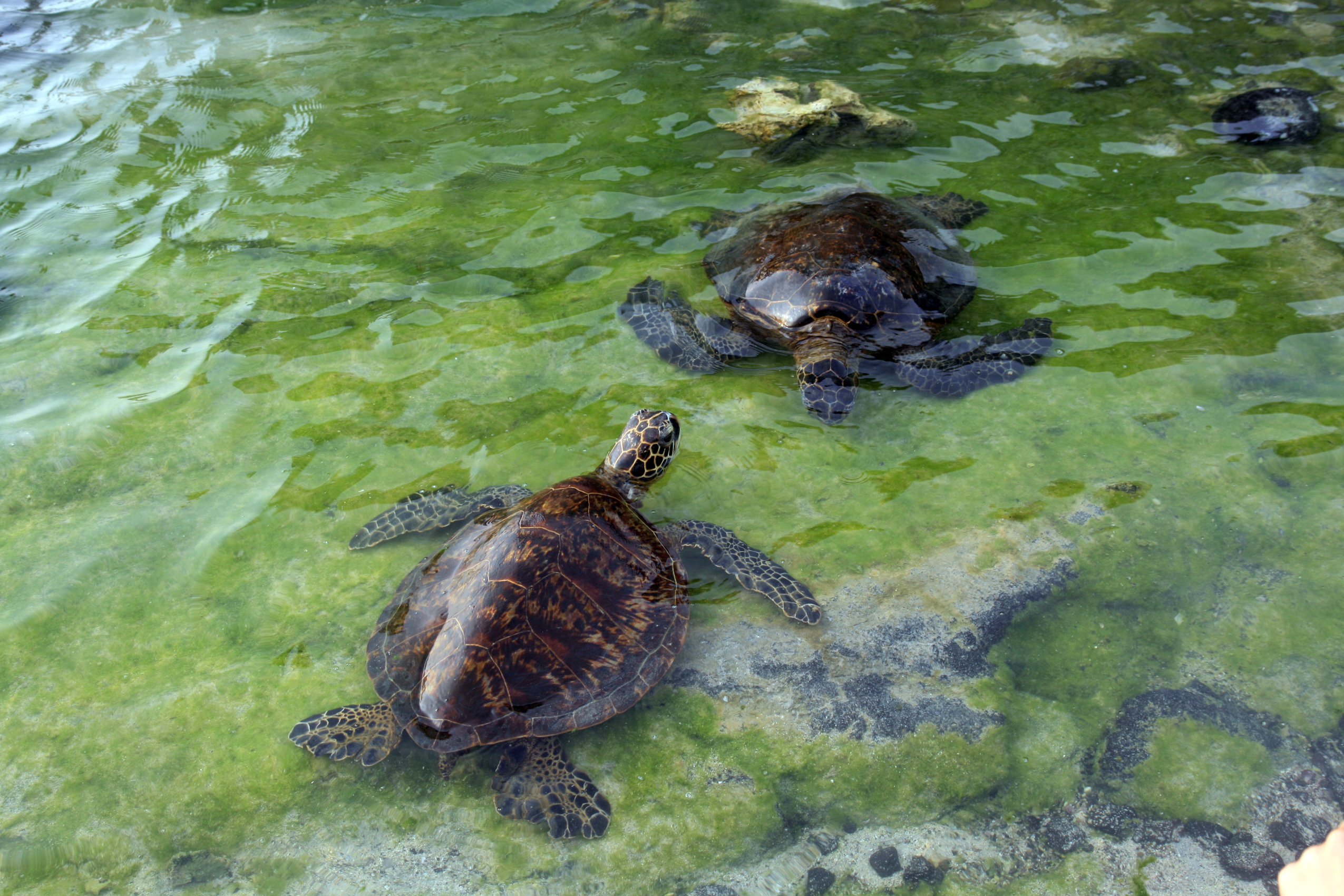 Green turtles in tidepools in Kona