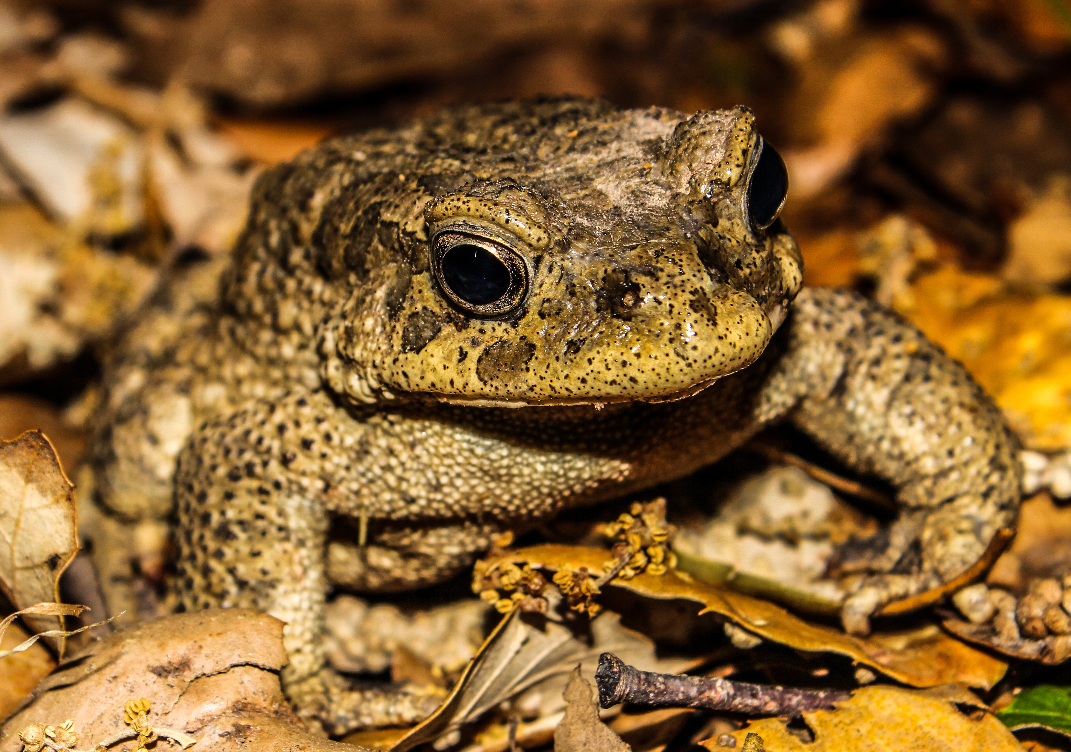 Grenouille barrage bni mtir Tunisia
