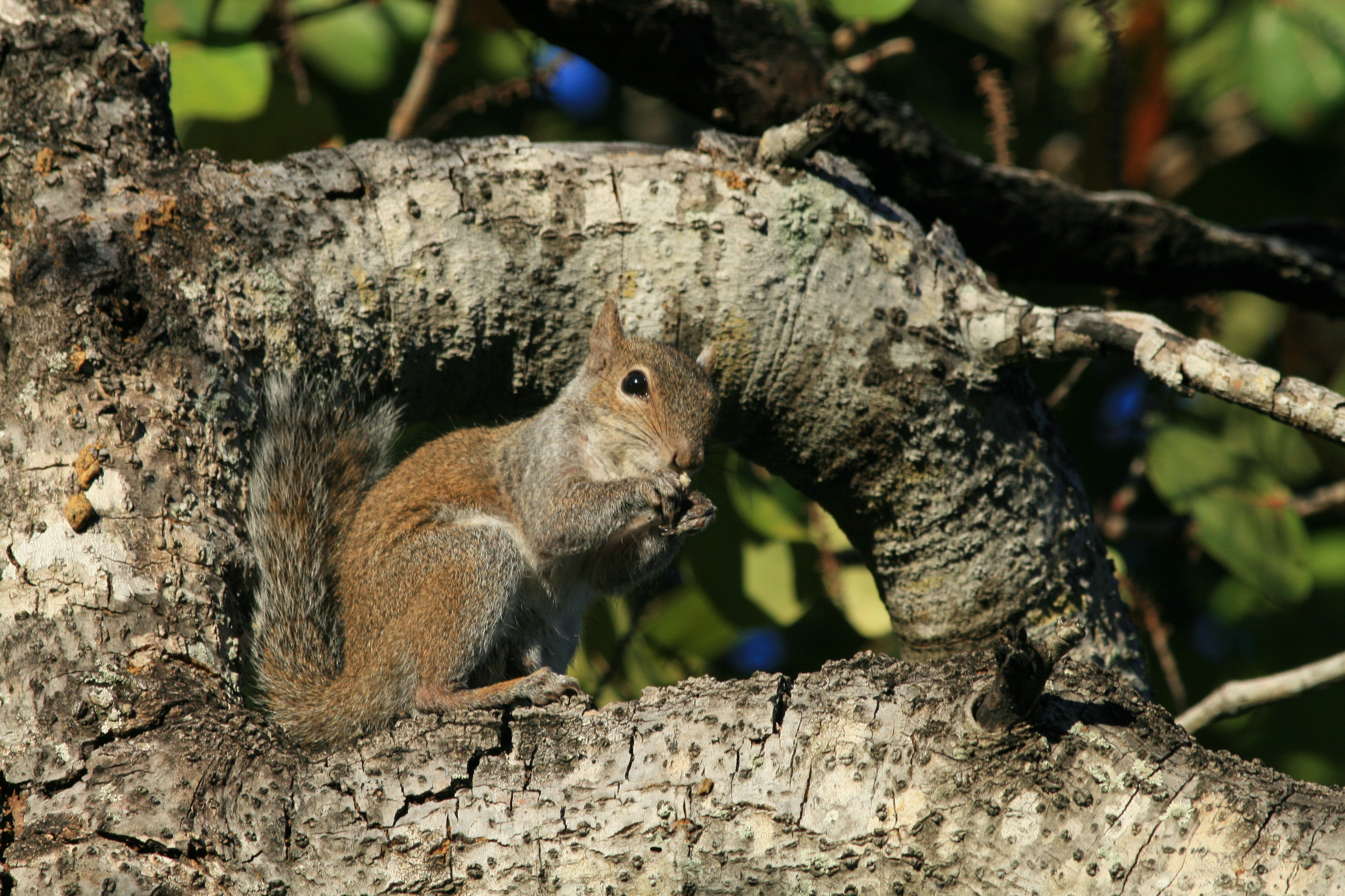 Grey Squirrel in Hugh Taylor Birch State Park