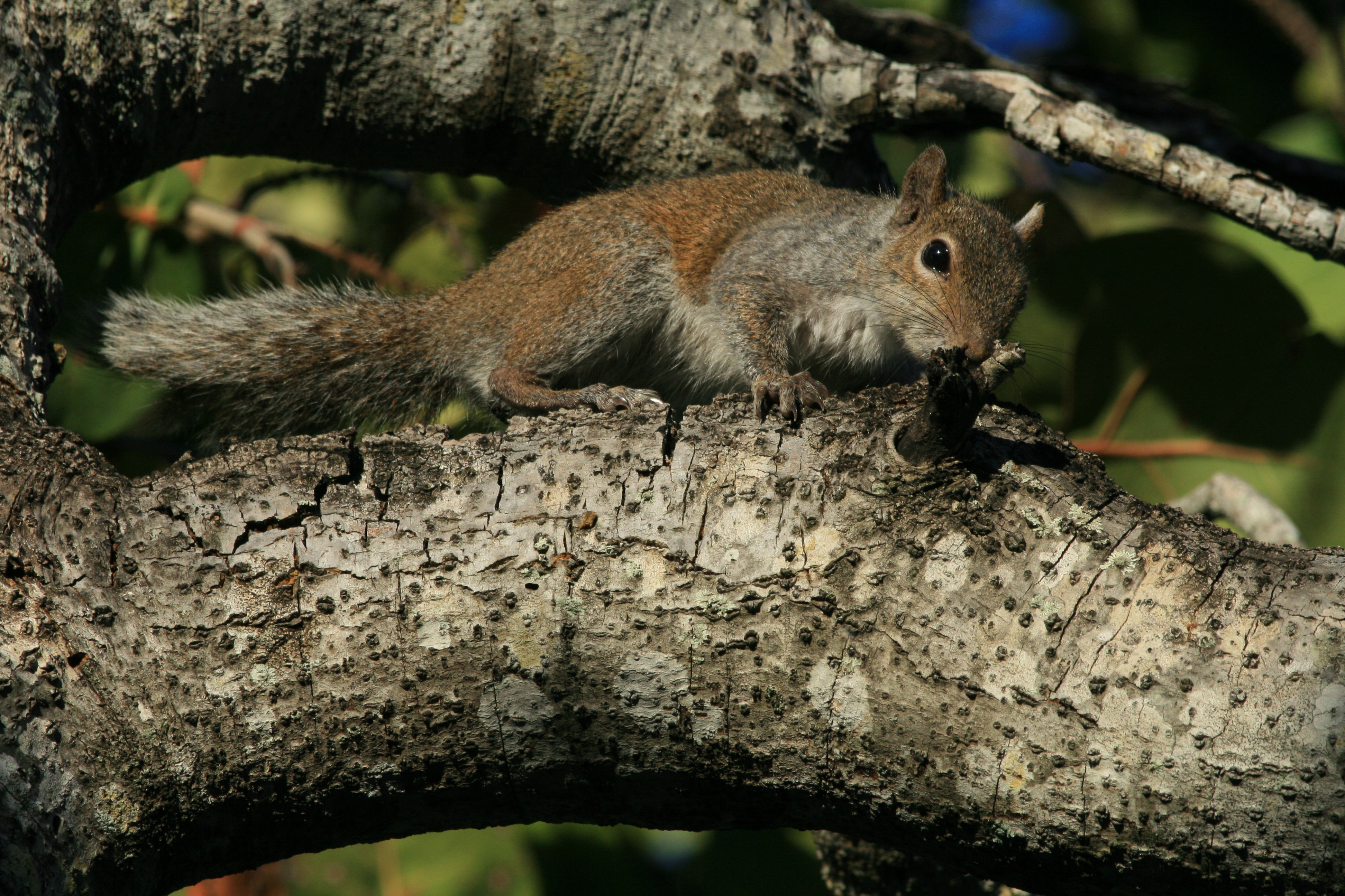 Grey squirrel in Hugh Taylor Birch State Park 2