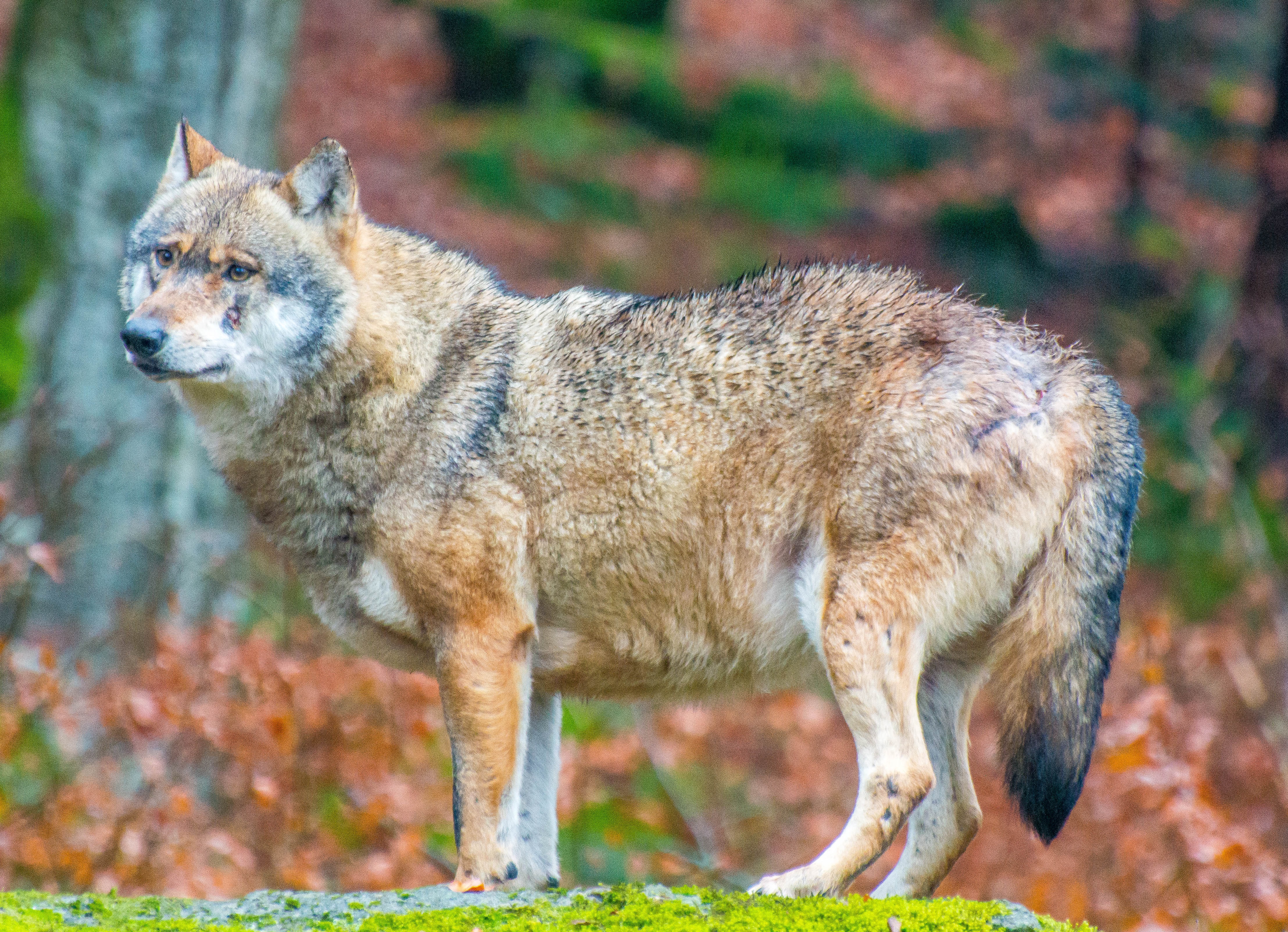 Grey wolf in Bavarian Forest National Park