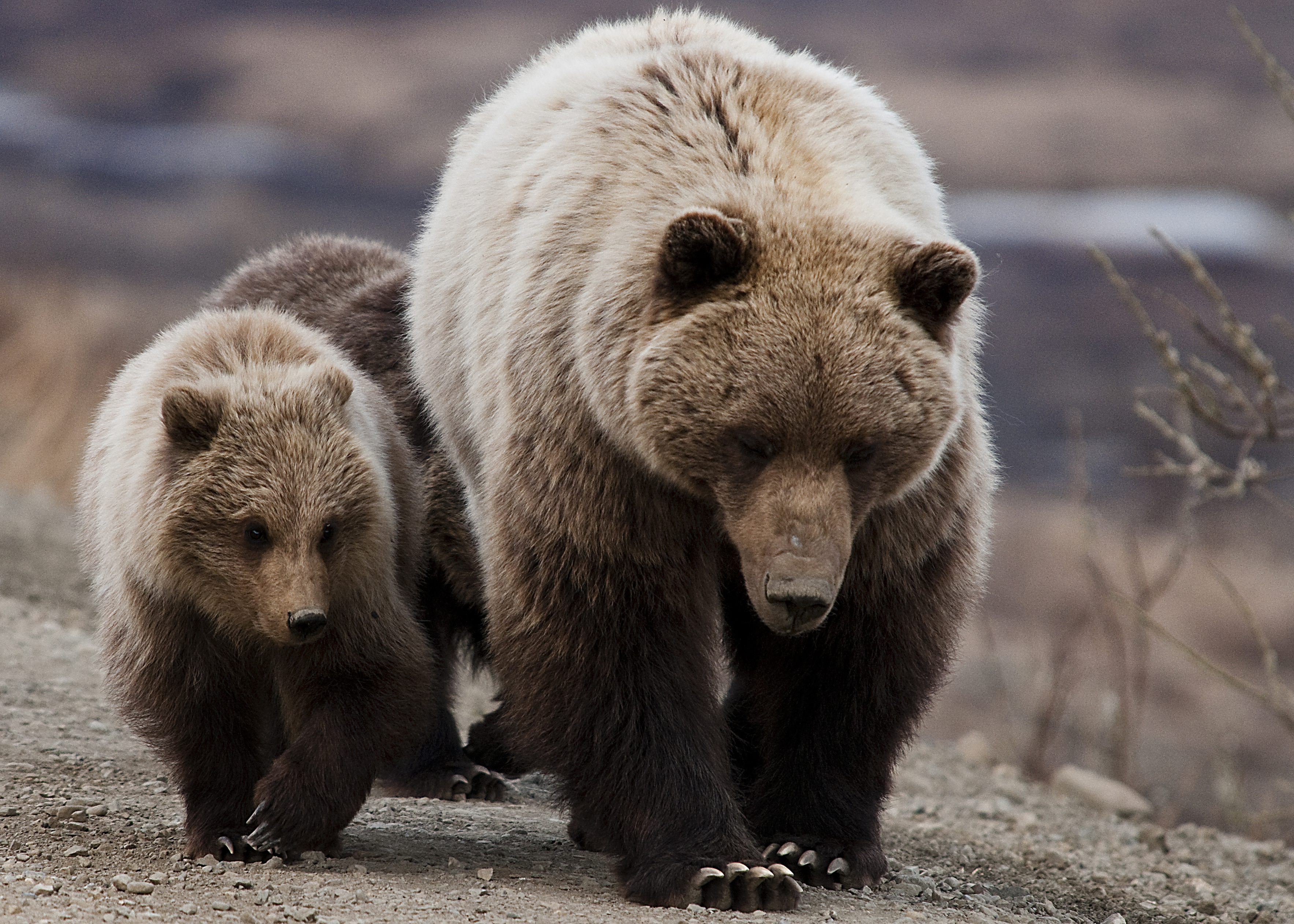 Grizzly Bear- Sow and cubs (5728173840)