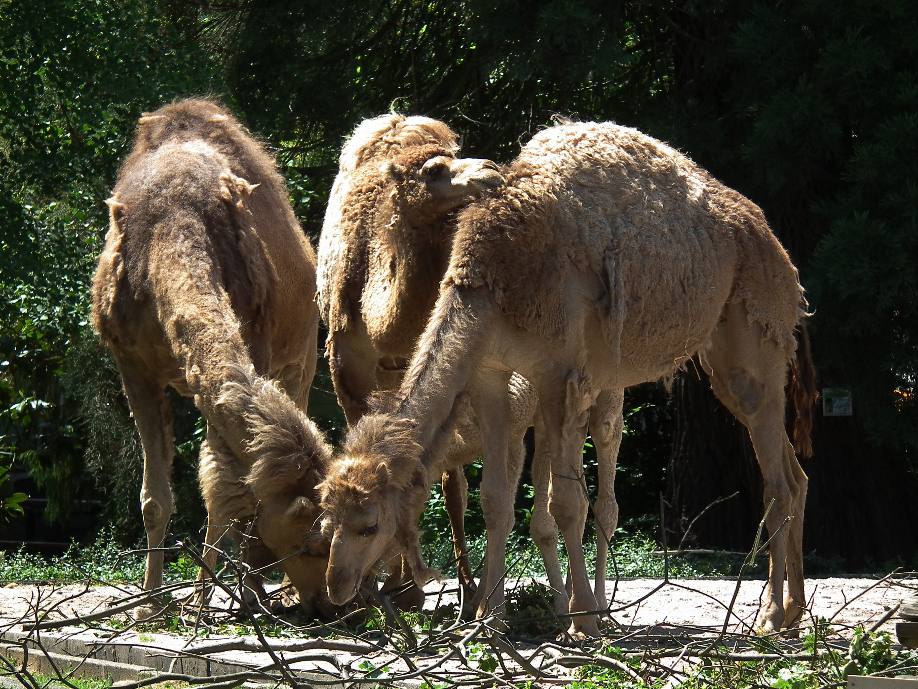 Gruppe Dromedare Zoo Landau Juni 2011