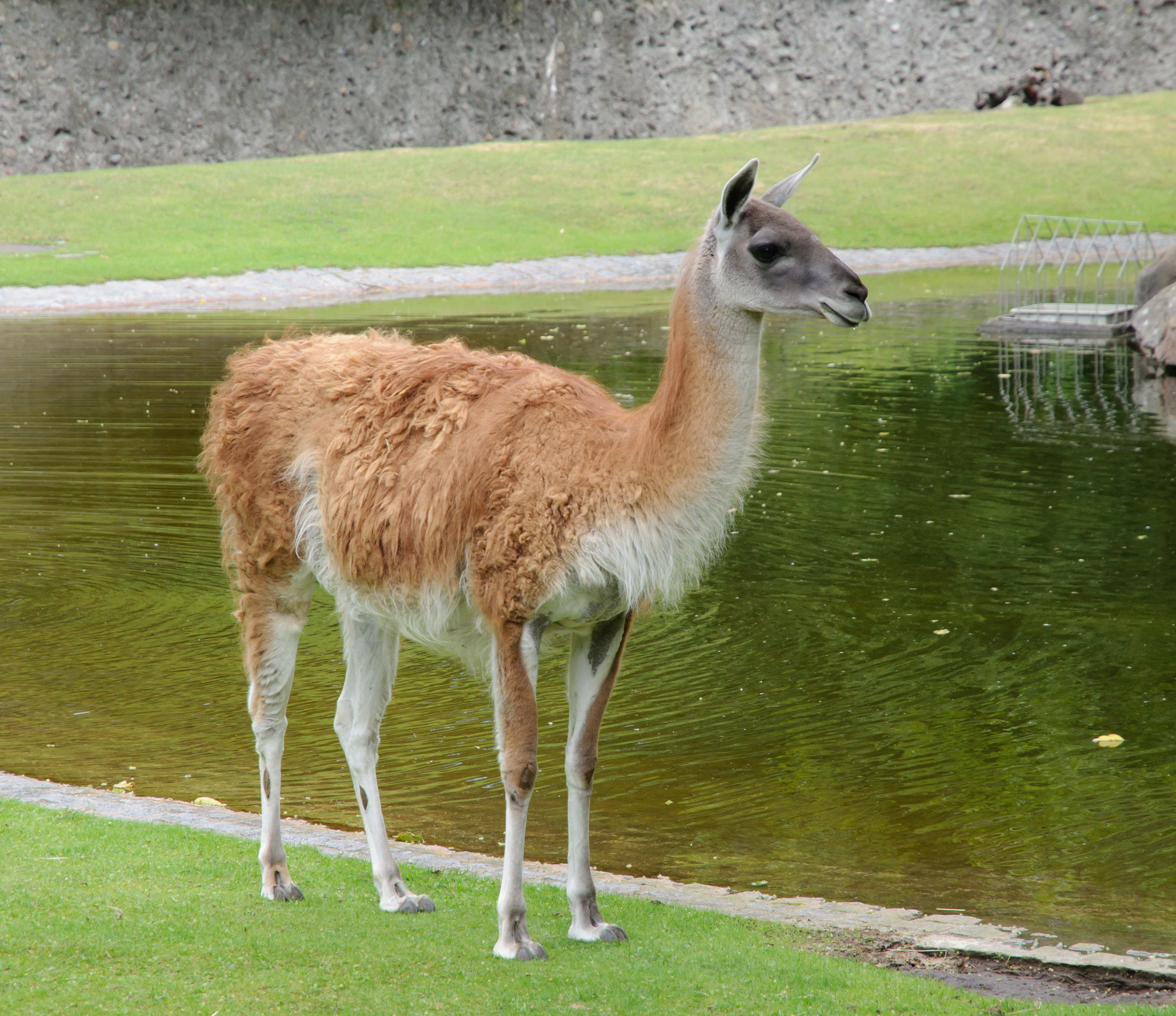 Guanaco - Berlin zoo