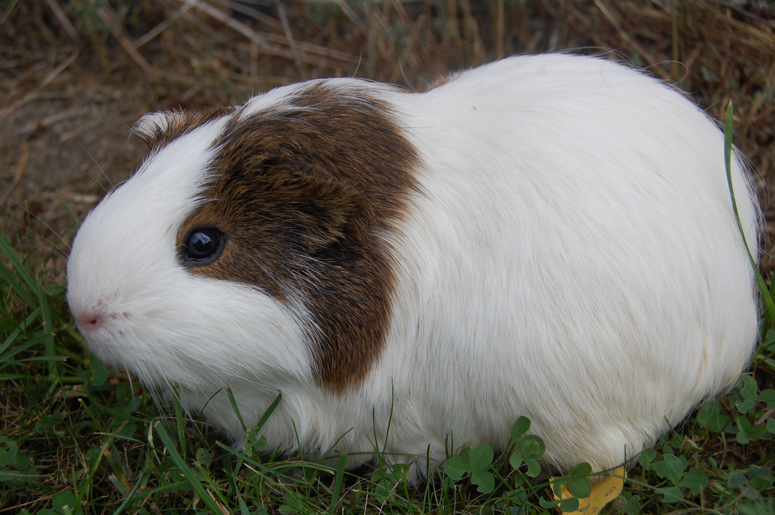 Guinea pig Lucas