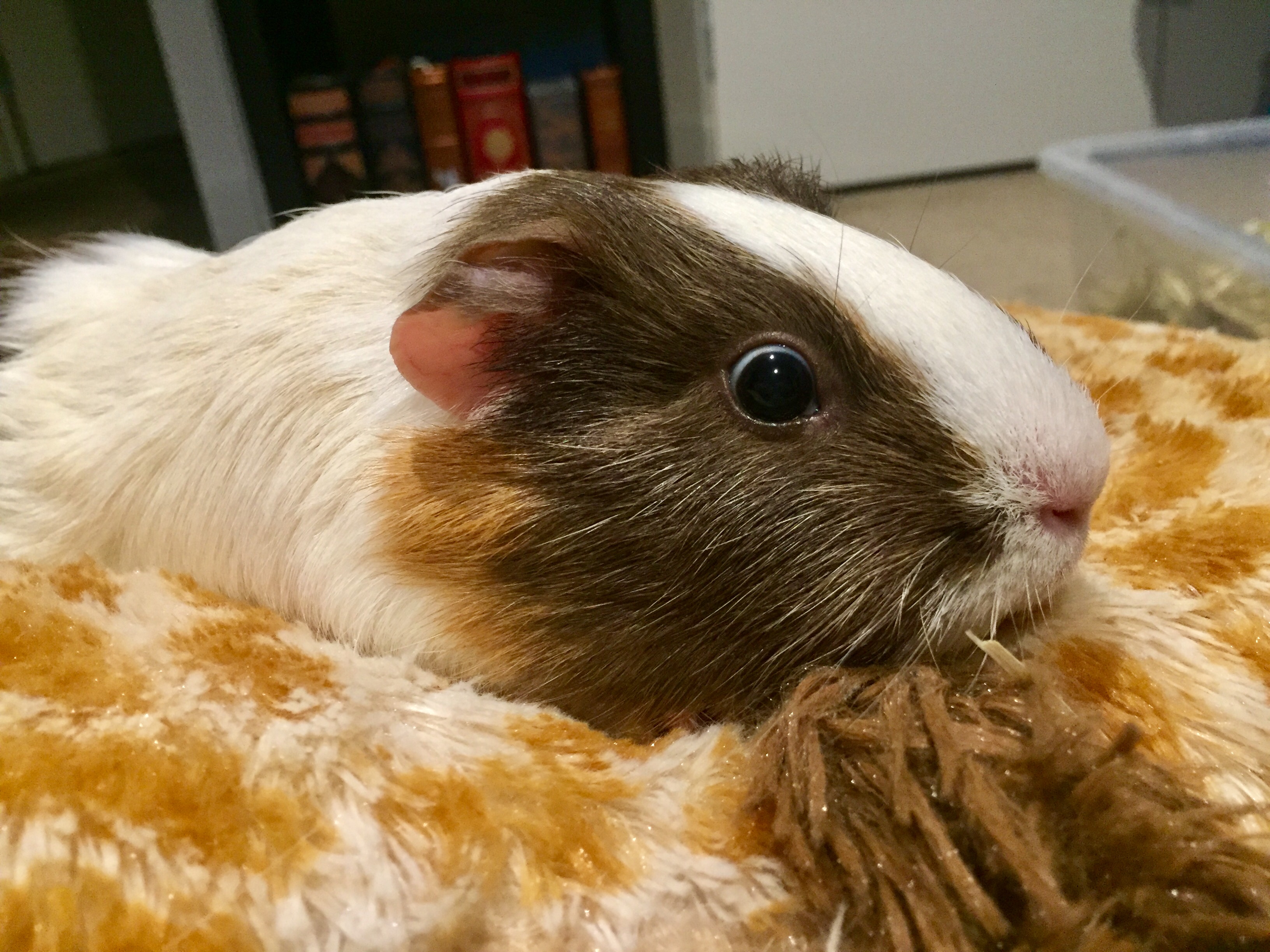 Guinea pig on pillow