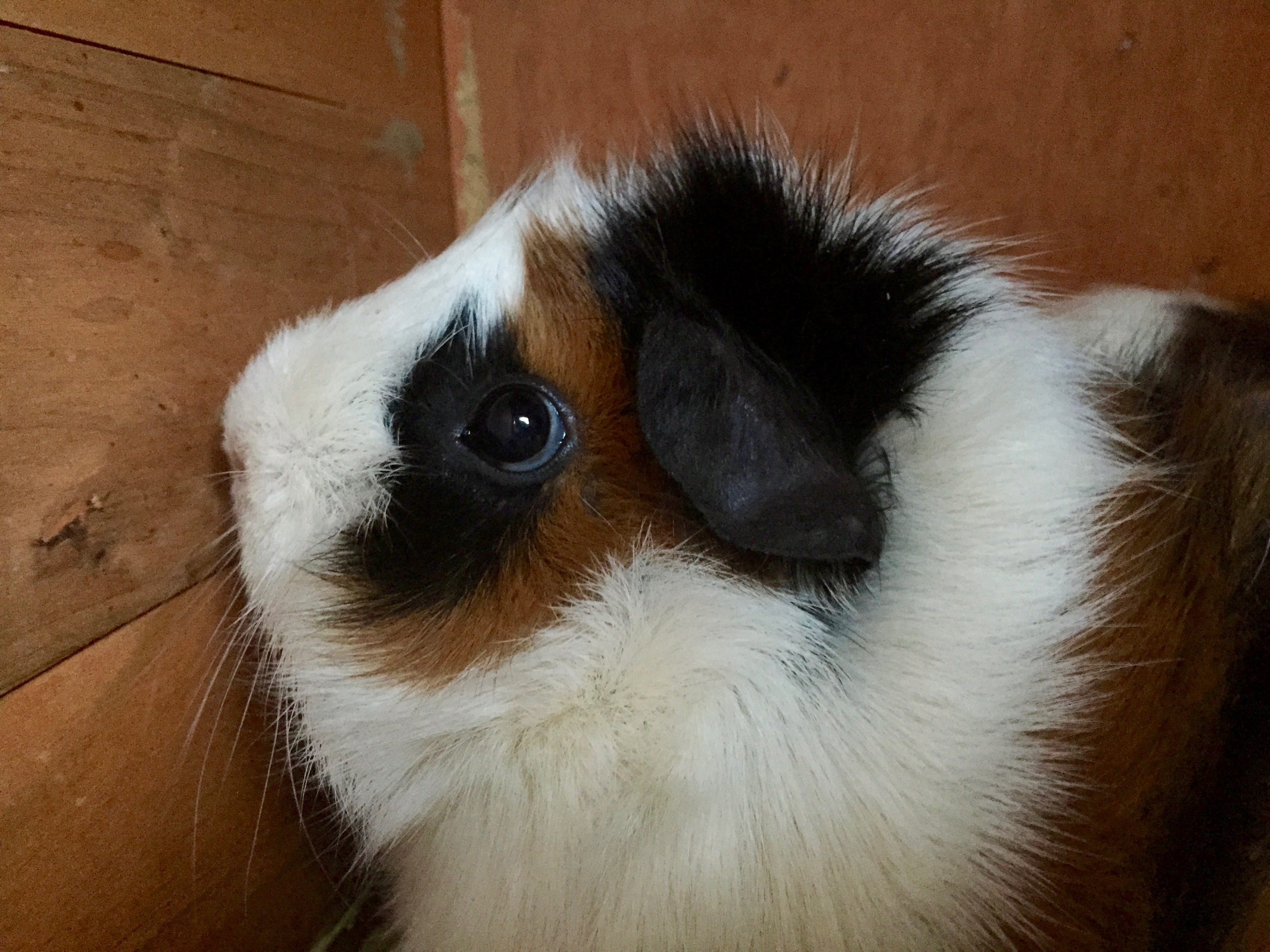 Guinea pig with white, black and orange