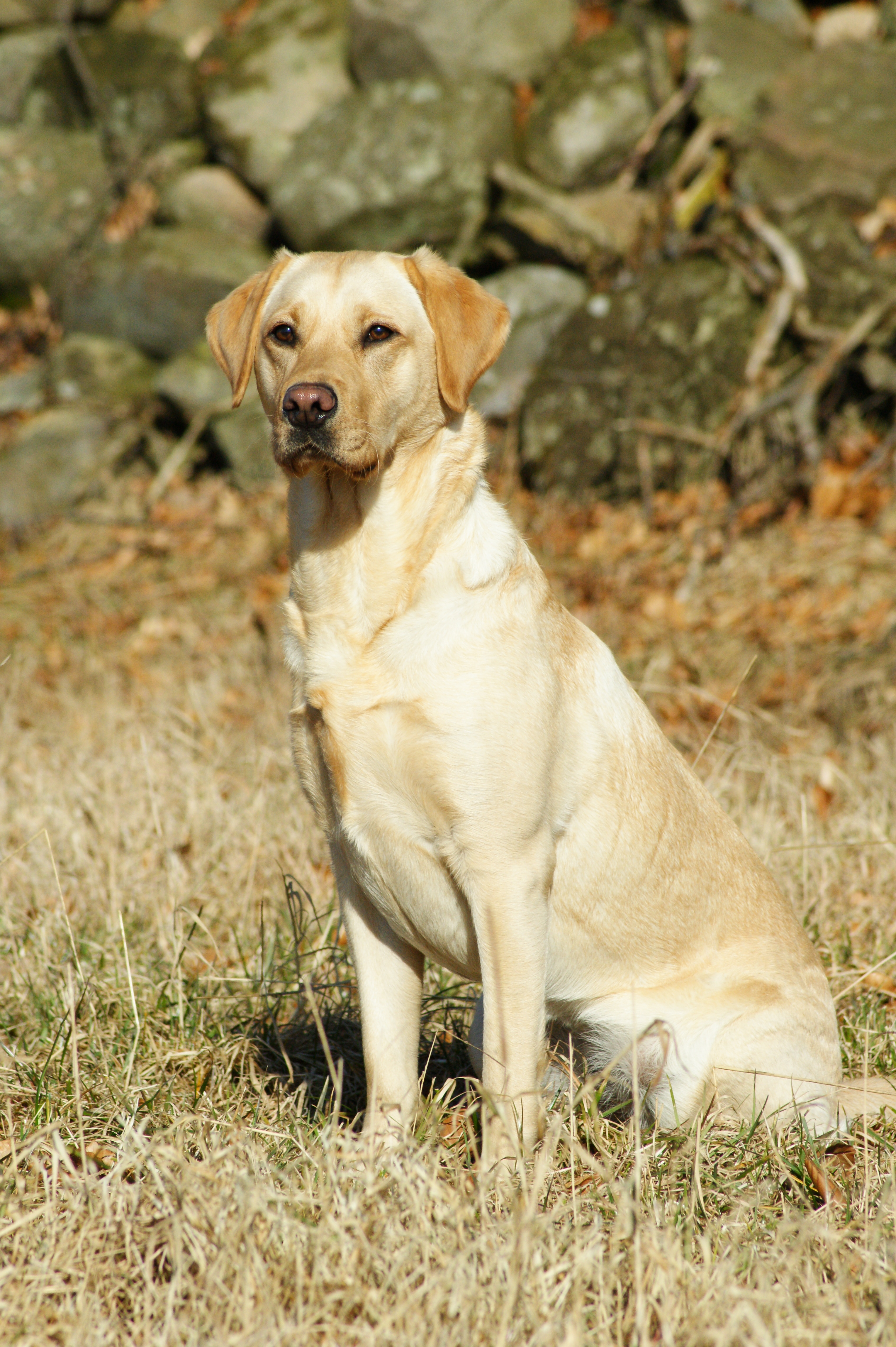 Gul labradortik