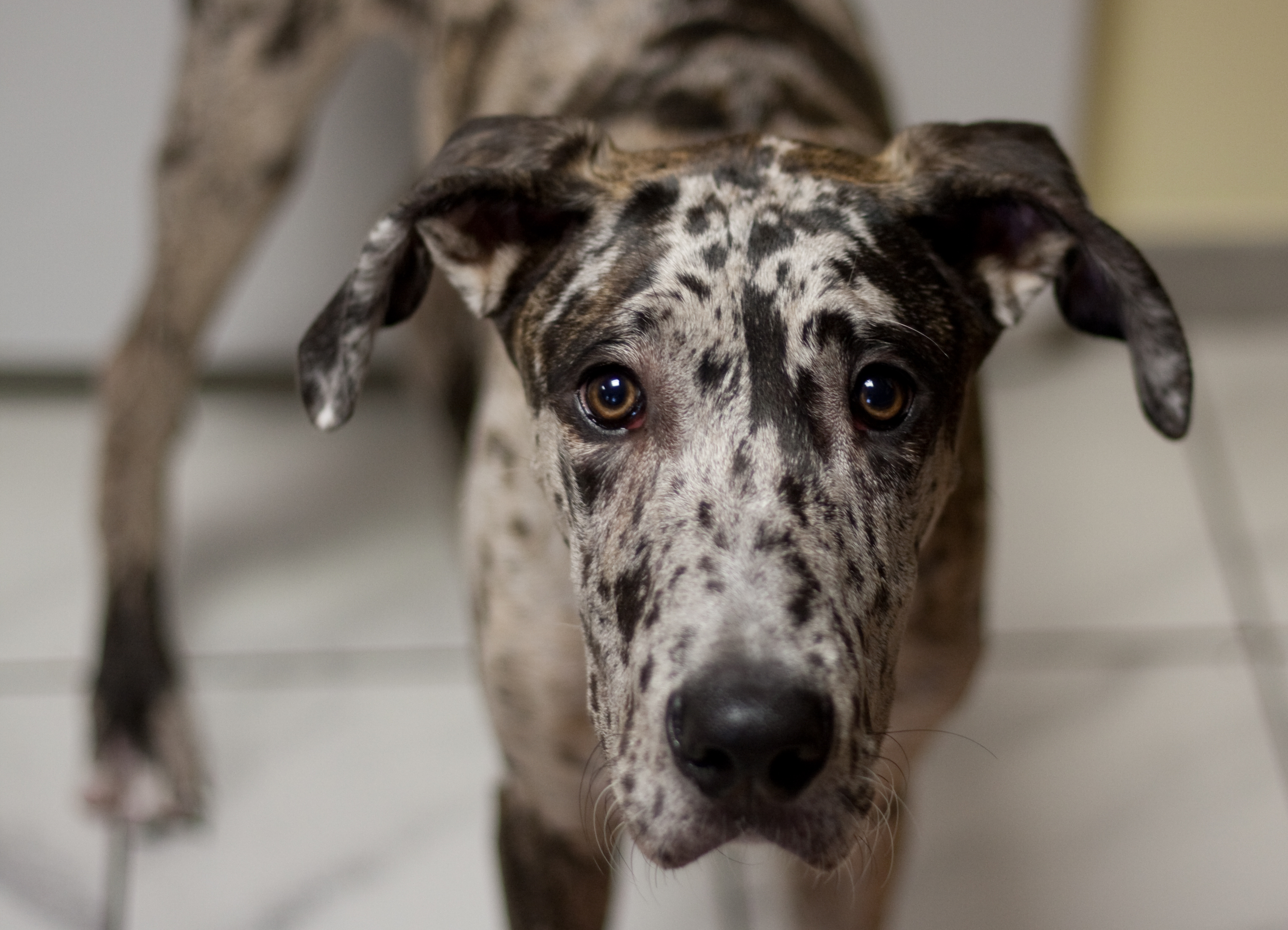 Gustav the Dane