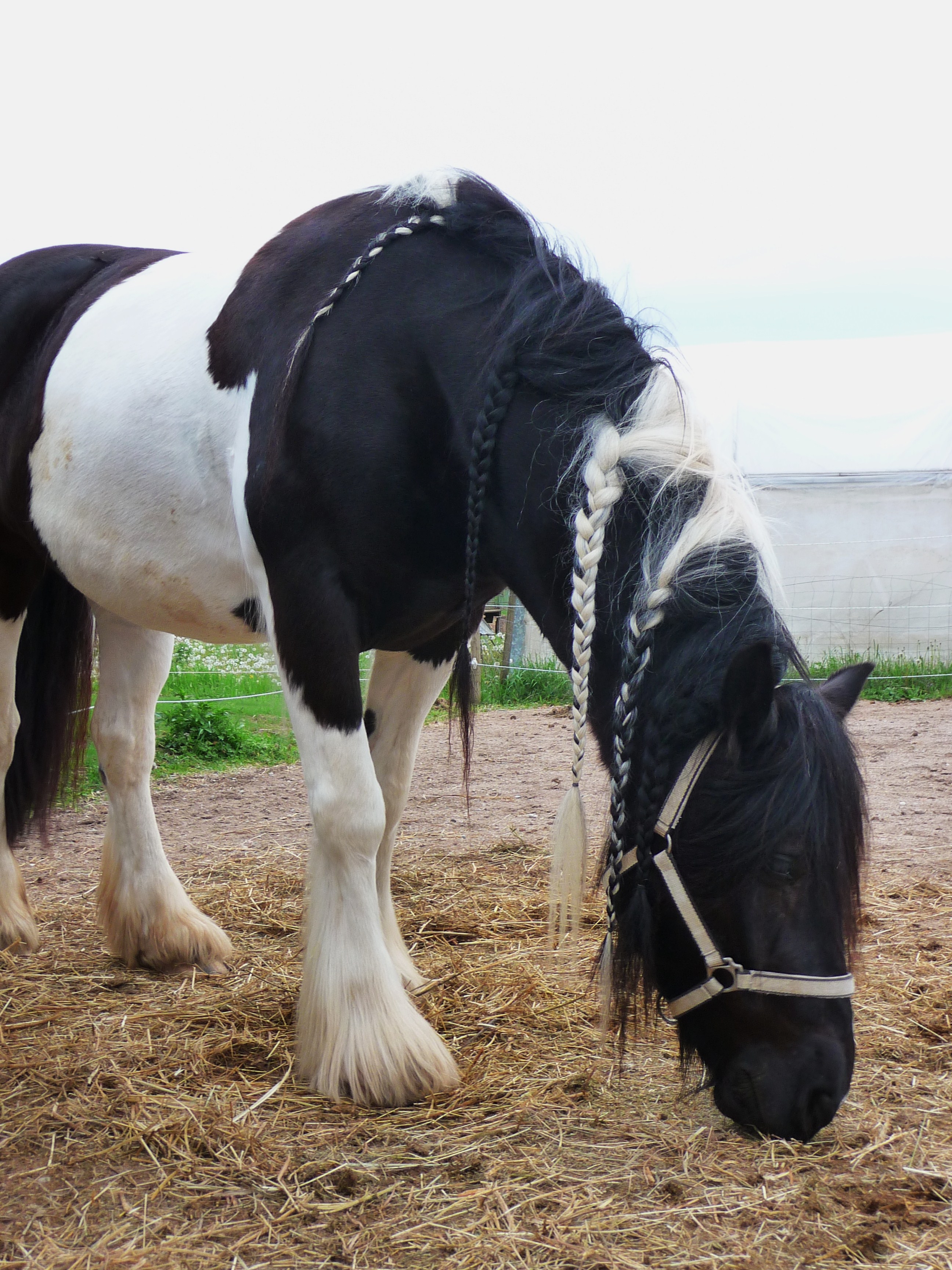 Gypsy Vanner Horse black and white
