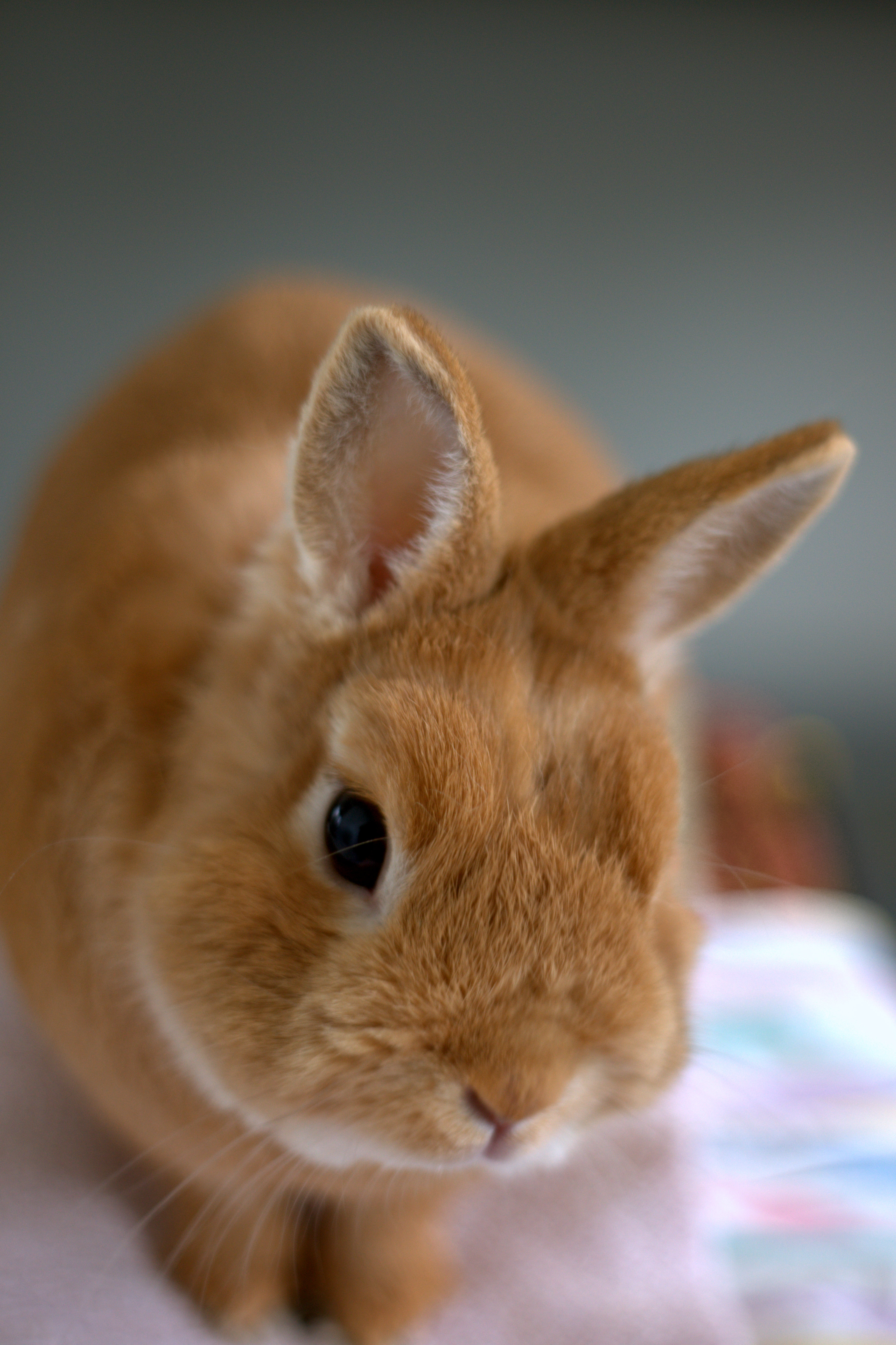 Höpö (7365168806)