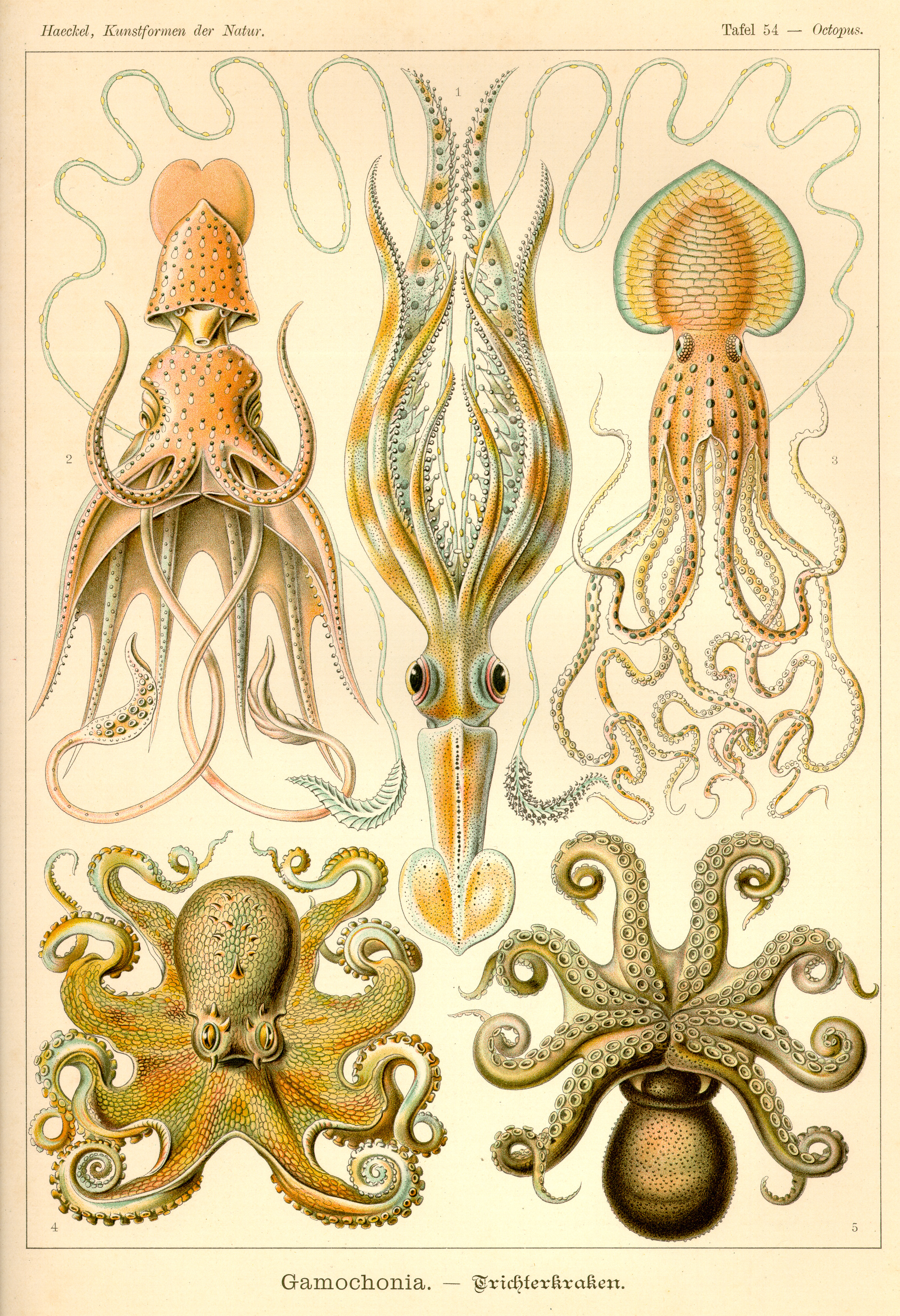 Haeckel Gamochonia Tafel 054 300