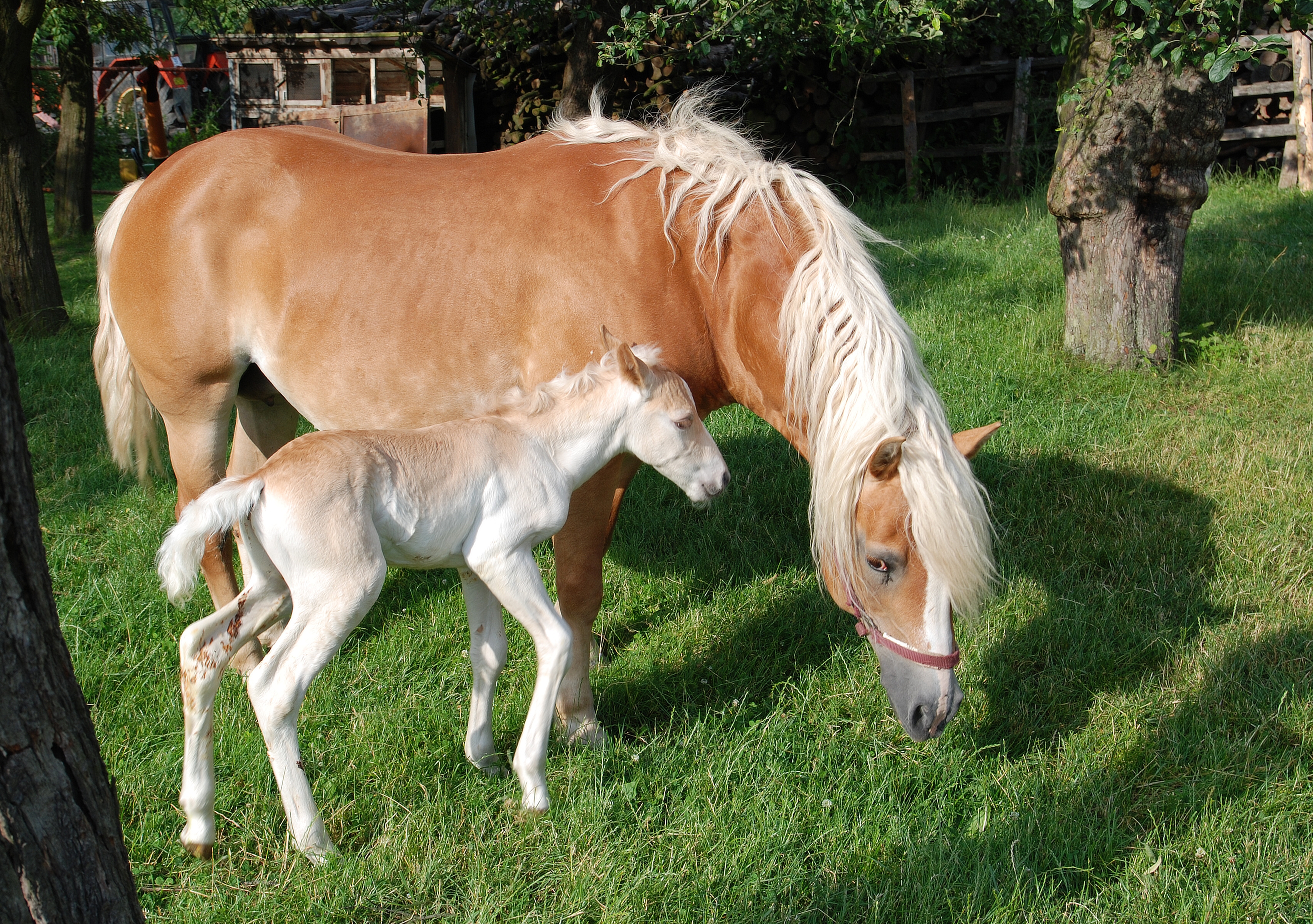 Haflinger mare and colt