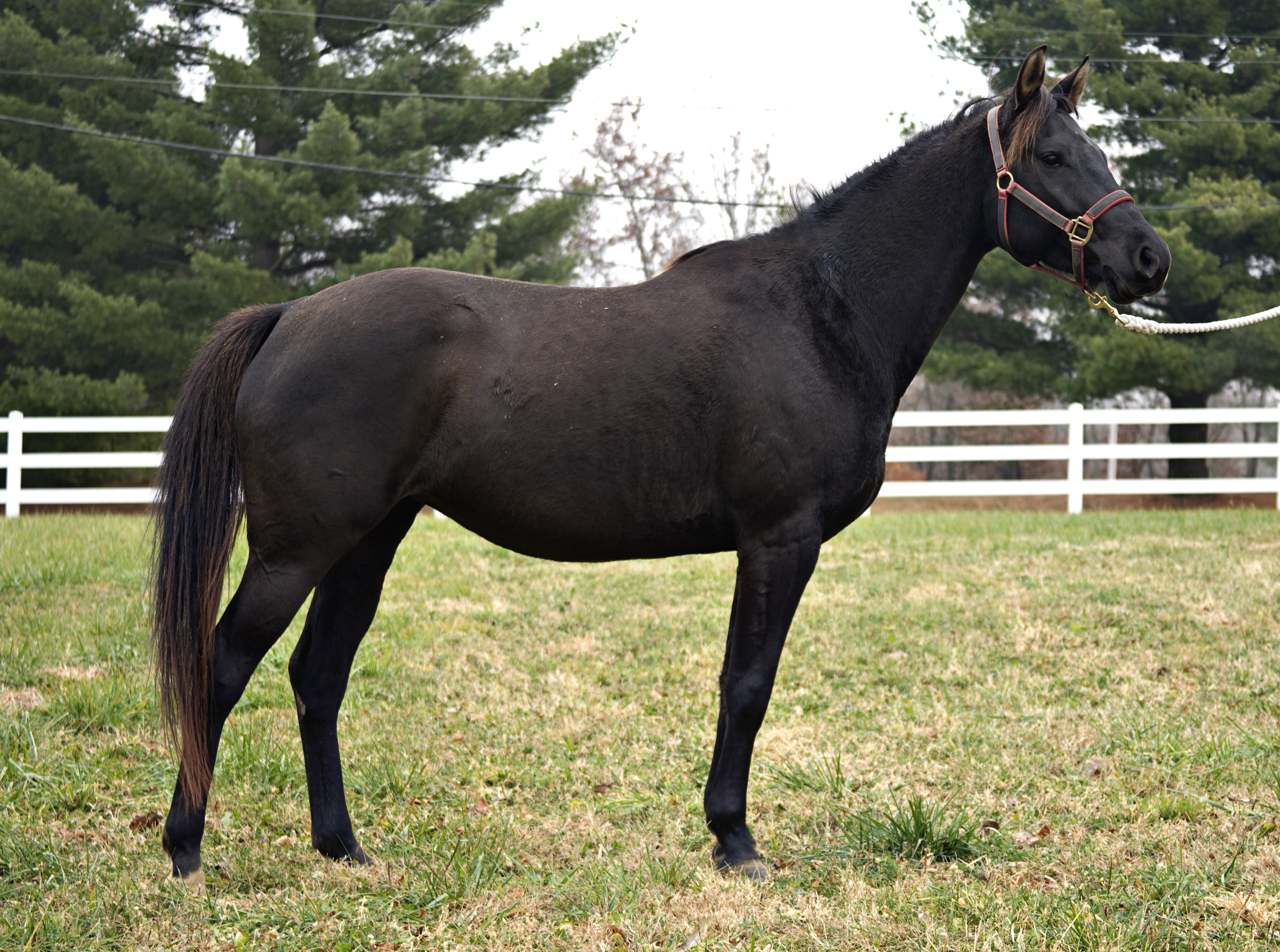 Halfarabianhalfquarterhorsemare