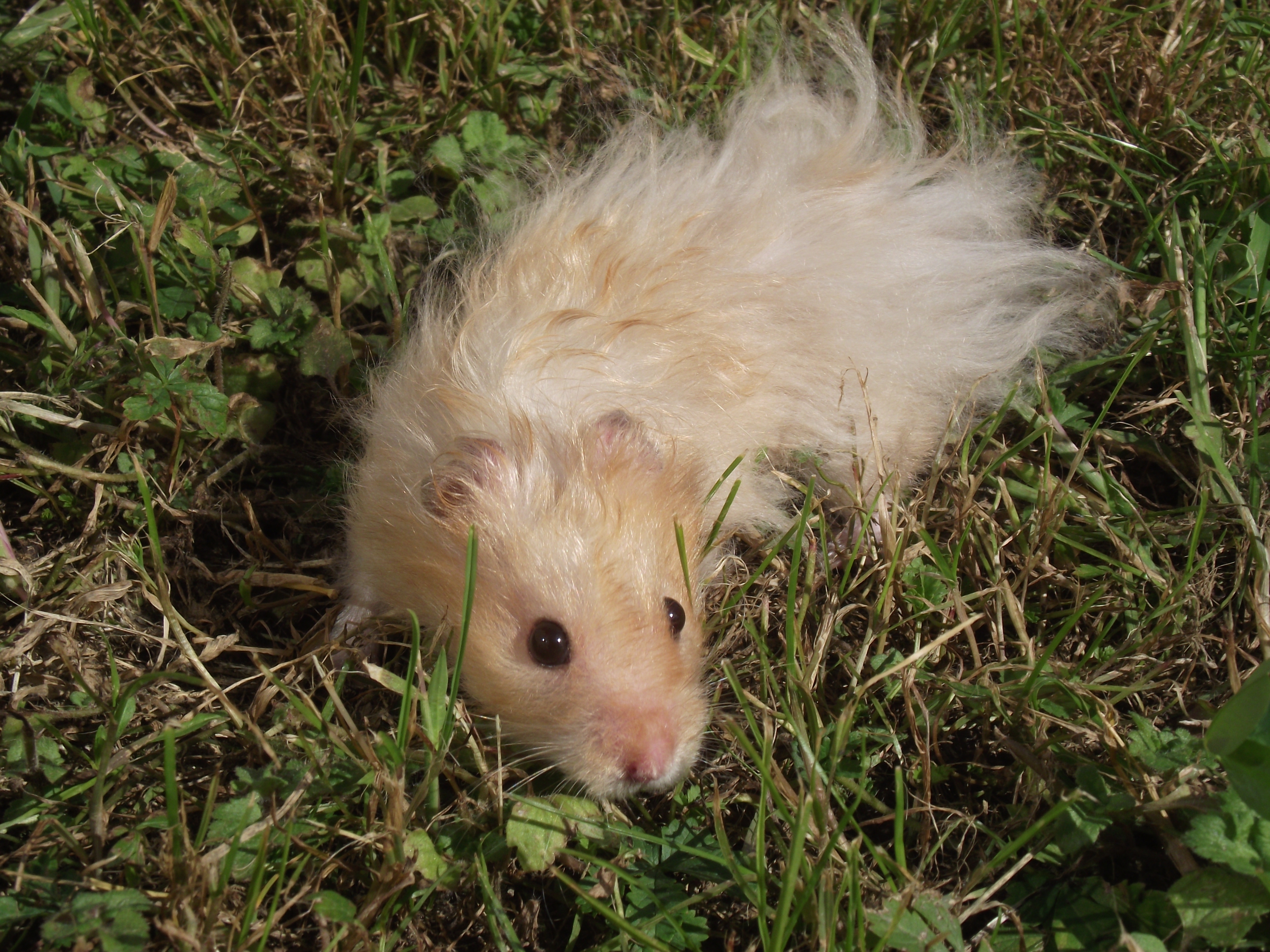 Hamster doré angora beige