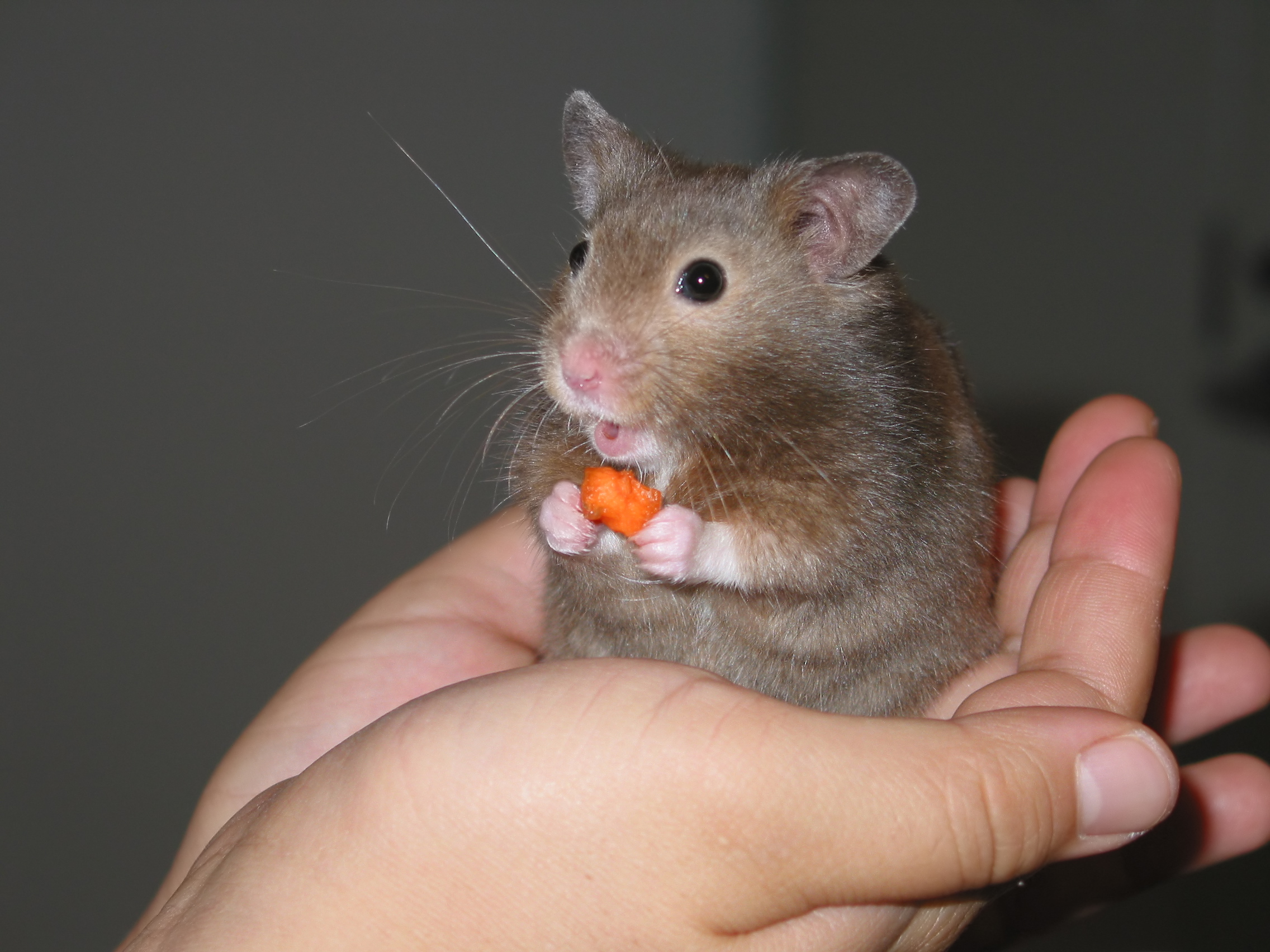 Hamster in hand