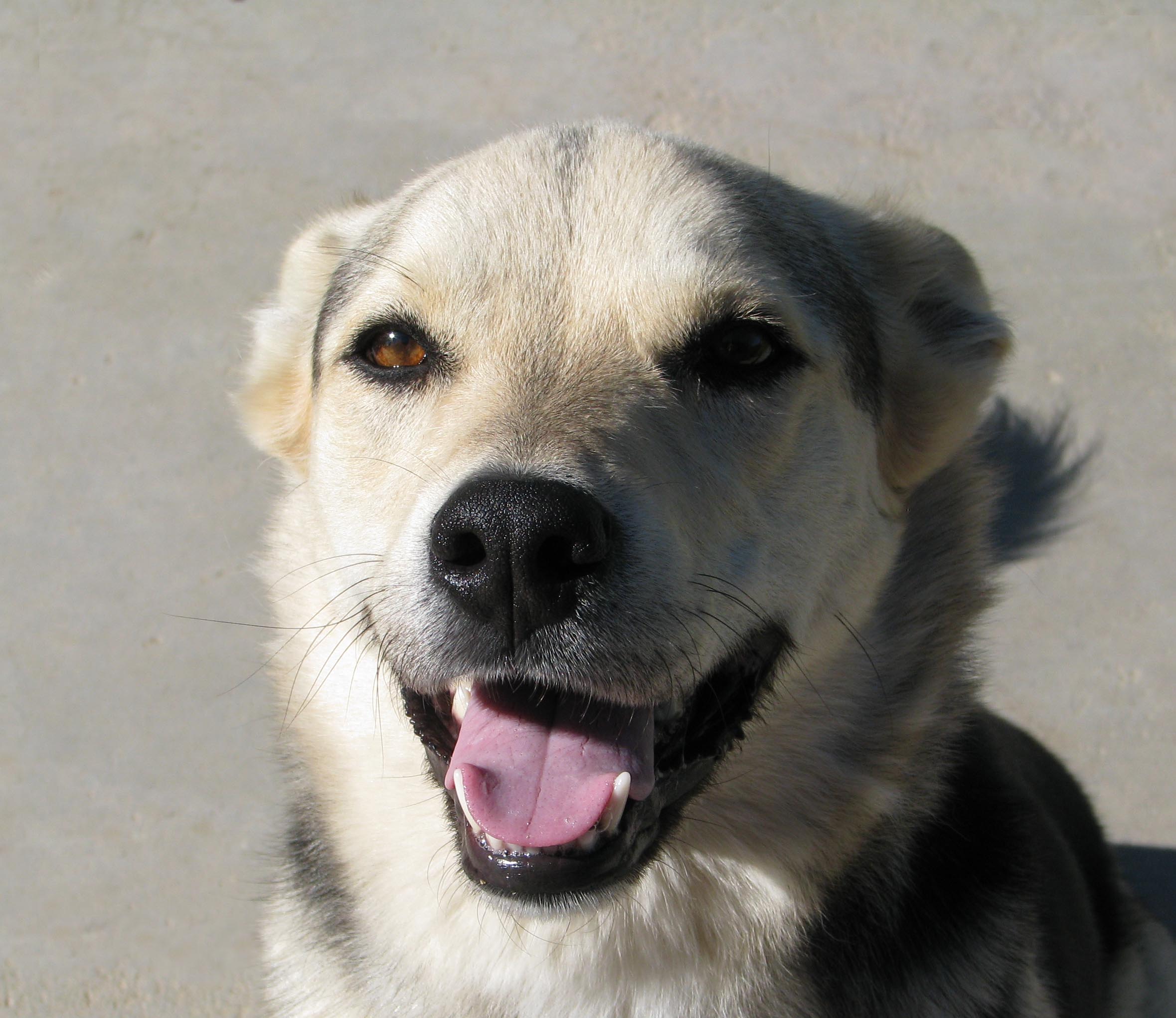 Happy Dog (2593900179)