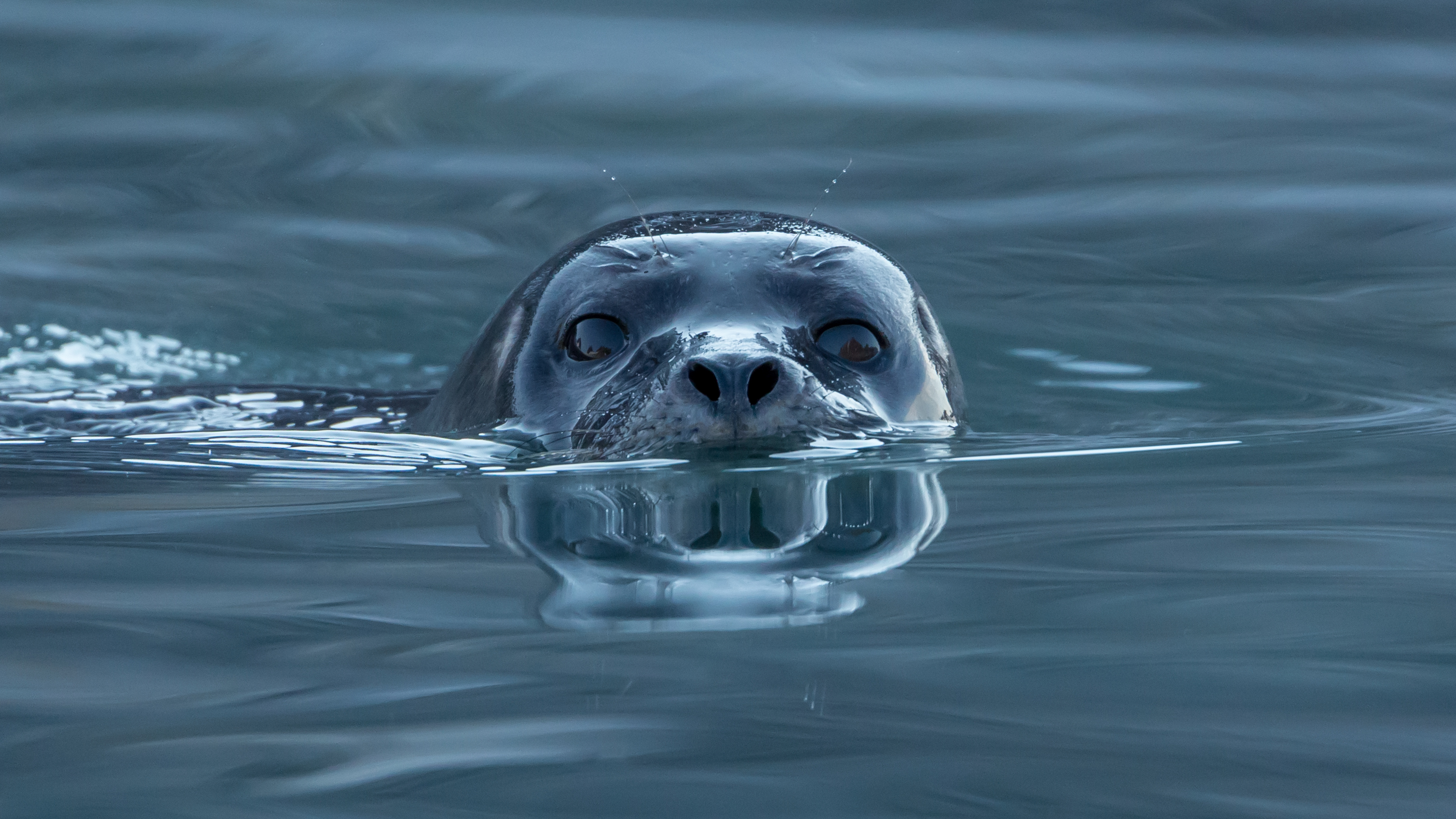 Harbor seal (Phoca vitulina) at Magdalen fjord, Svalbard (1)