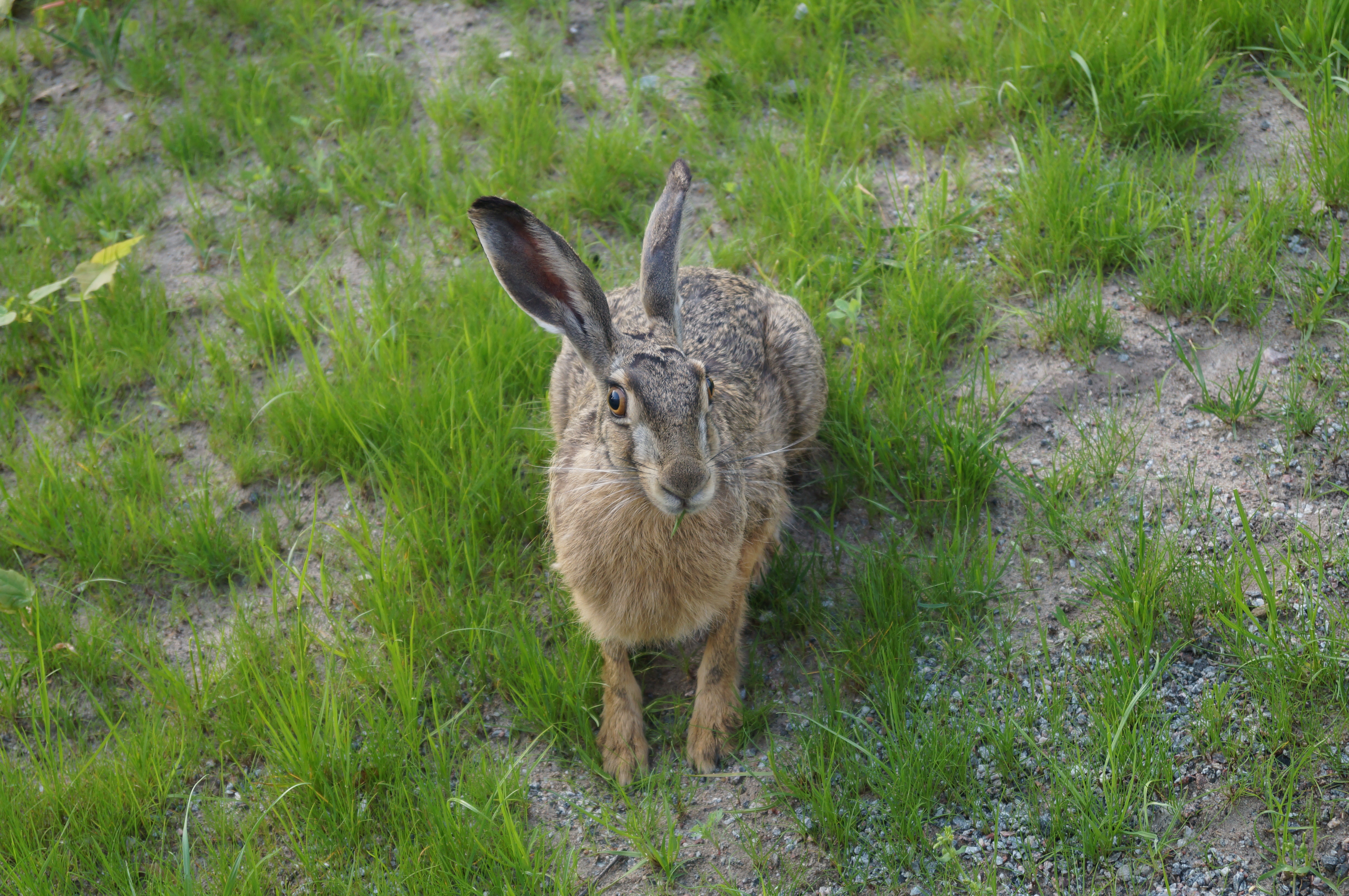 Hare in Solna, Sweden 2014 04