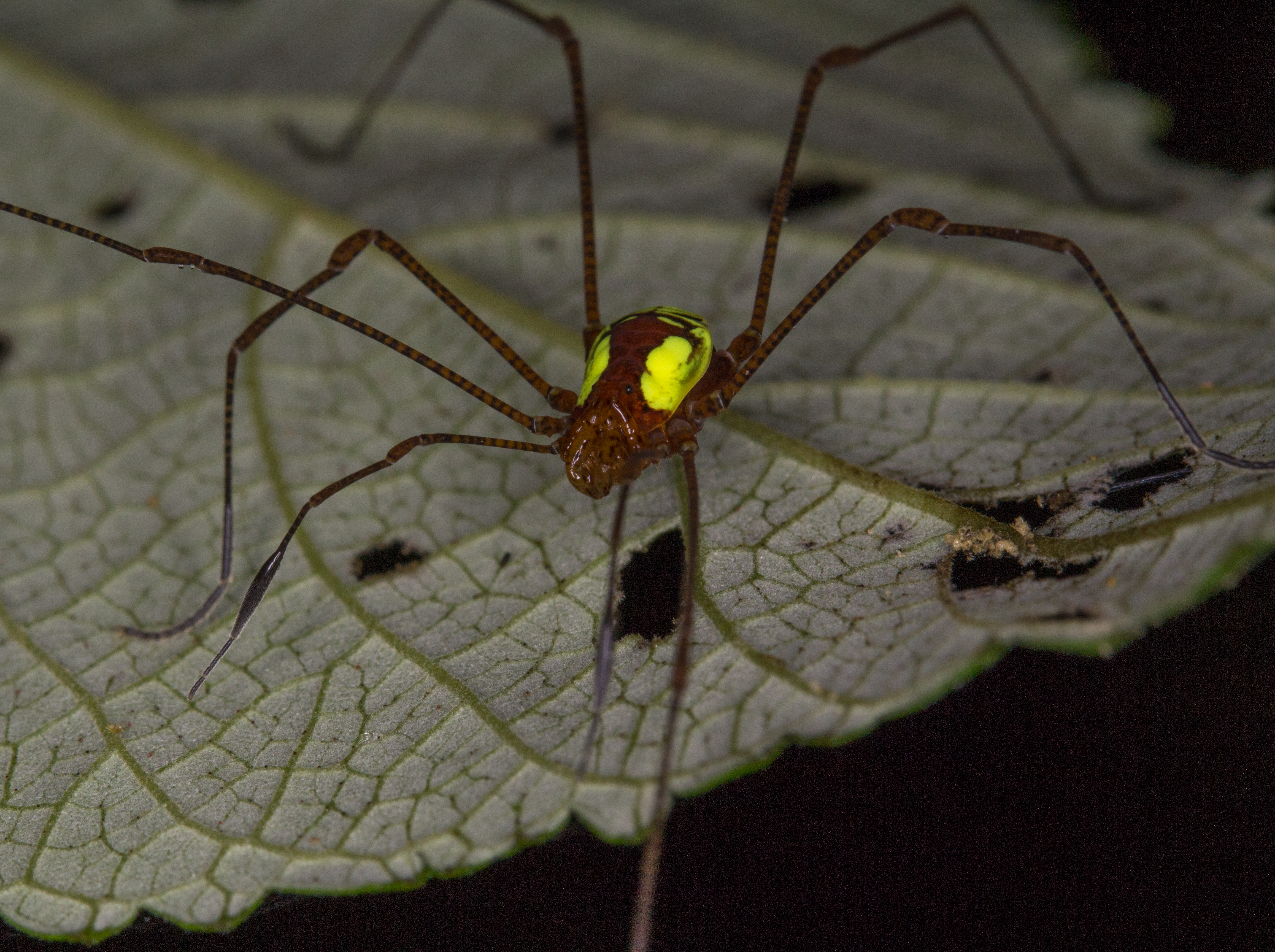 Harvestman from Ecuador (14766468373)