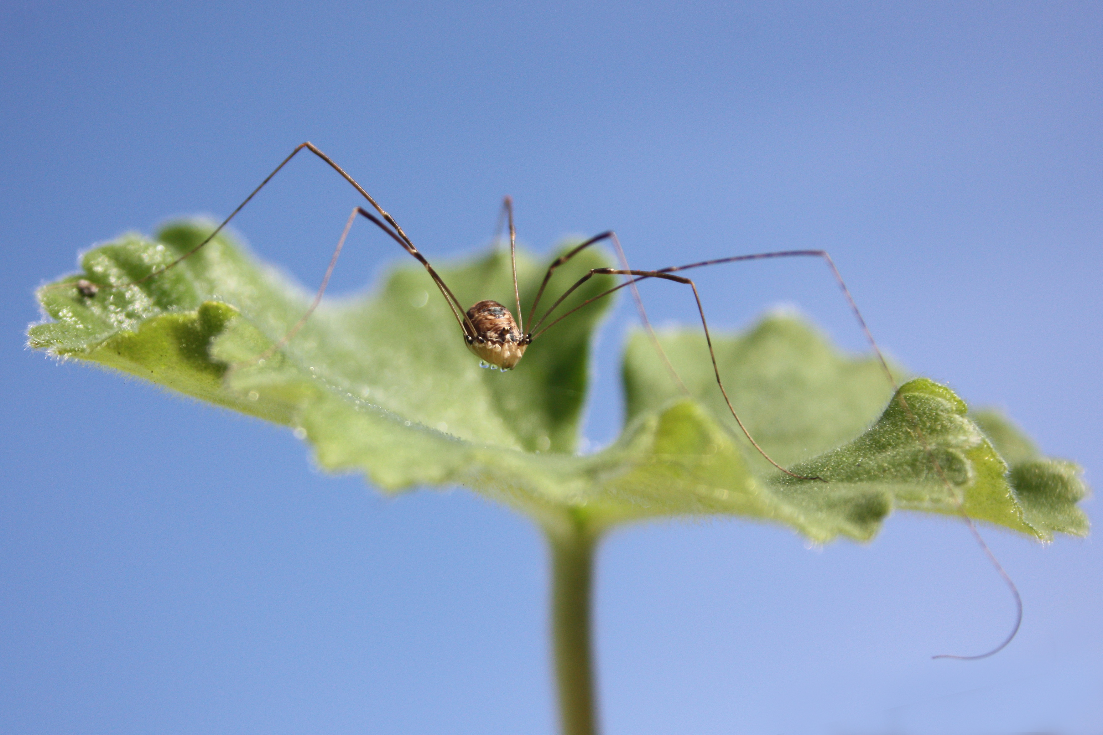 Harvestman leiobunum blackwalli female