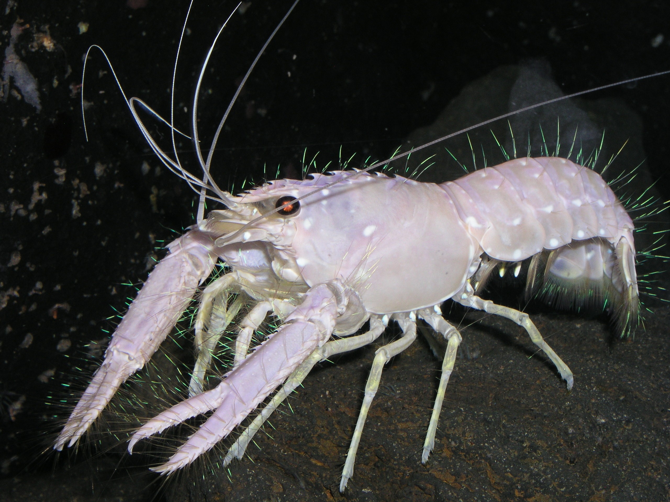 Hawaiian Sea Lobster