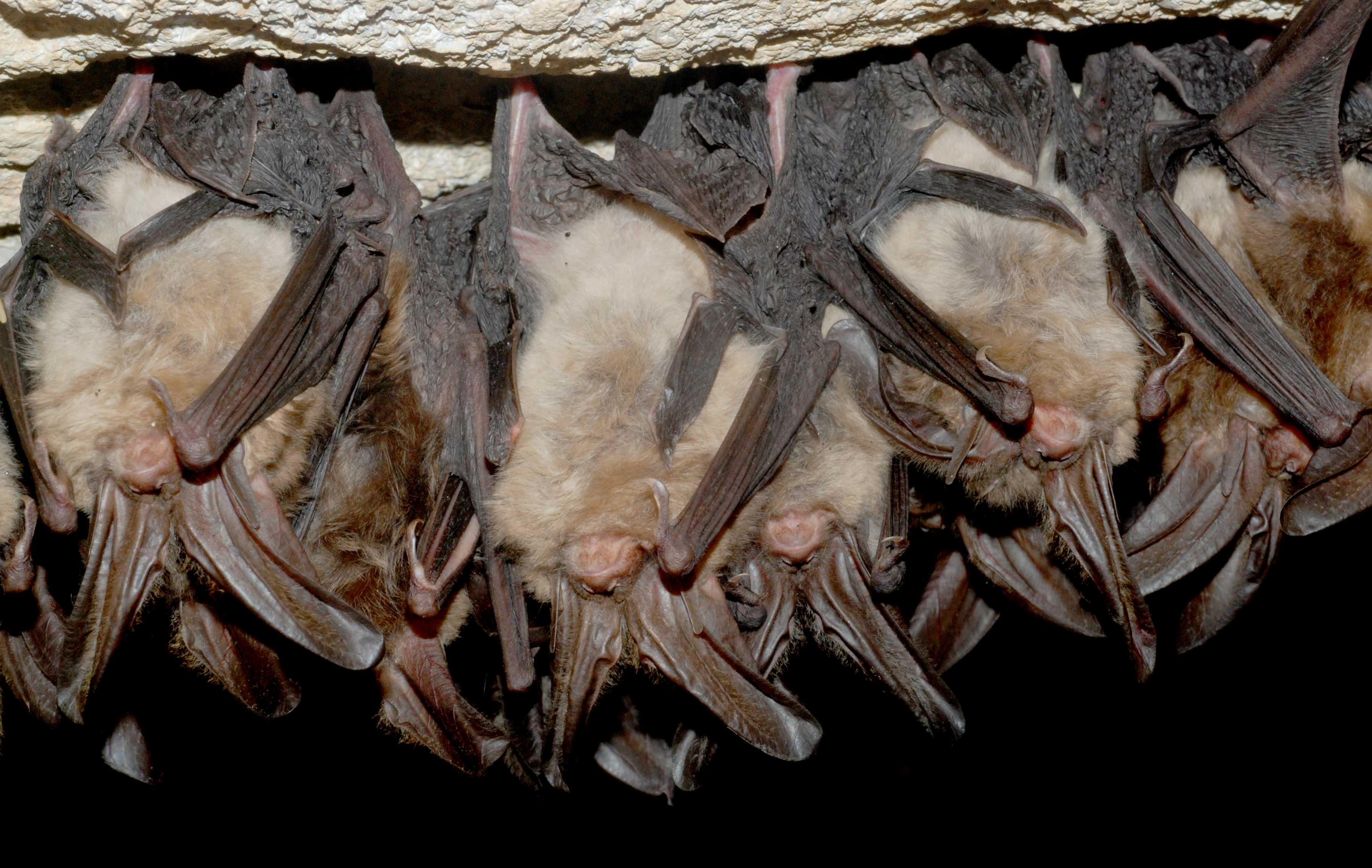 Healthy Virginia big-eared bats (4387622479)