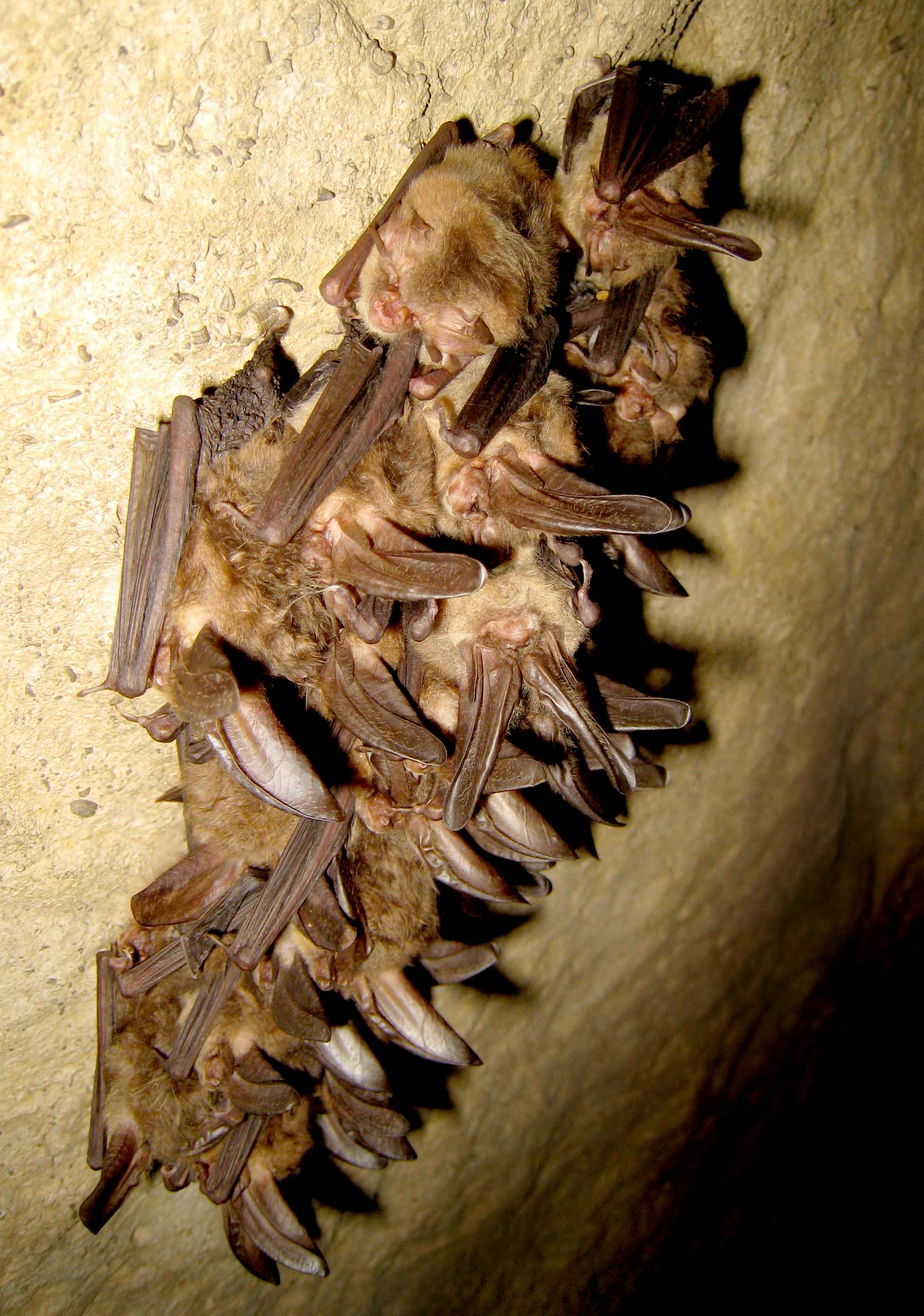 Healthy Virginia big-eared bats (4388384436)