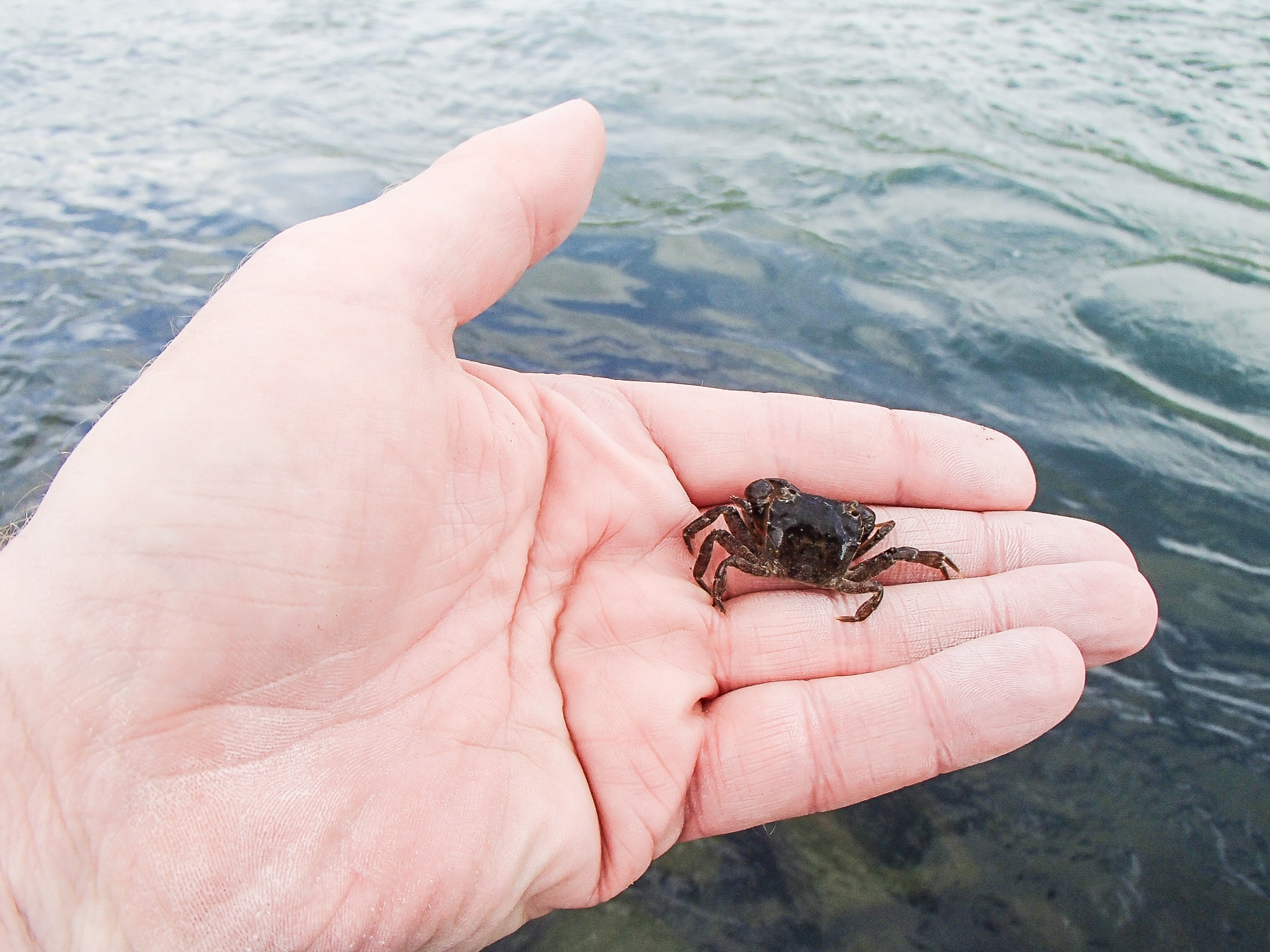 Heel klein krabbetje gevangen aan een hengel