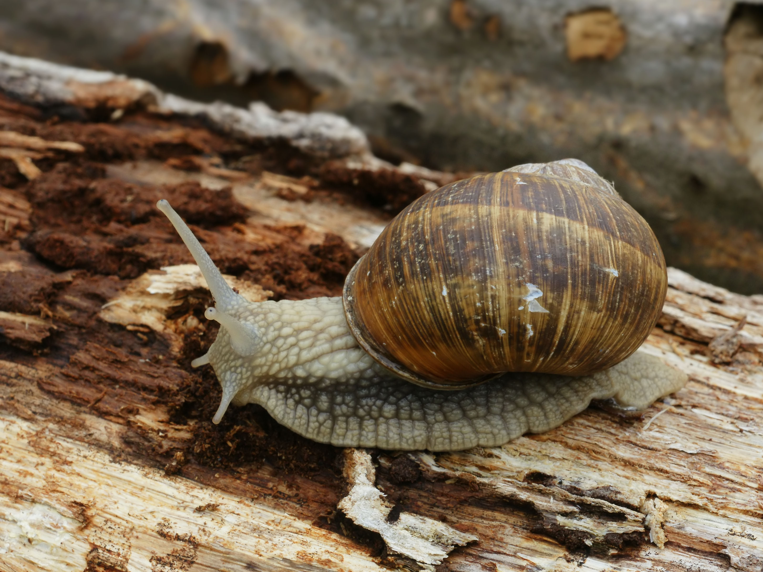 Helix pomatia (Dourbes)
