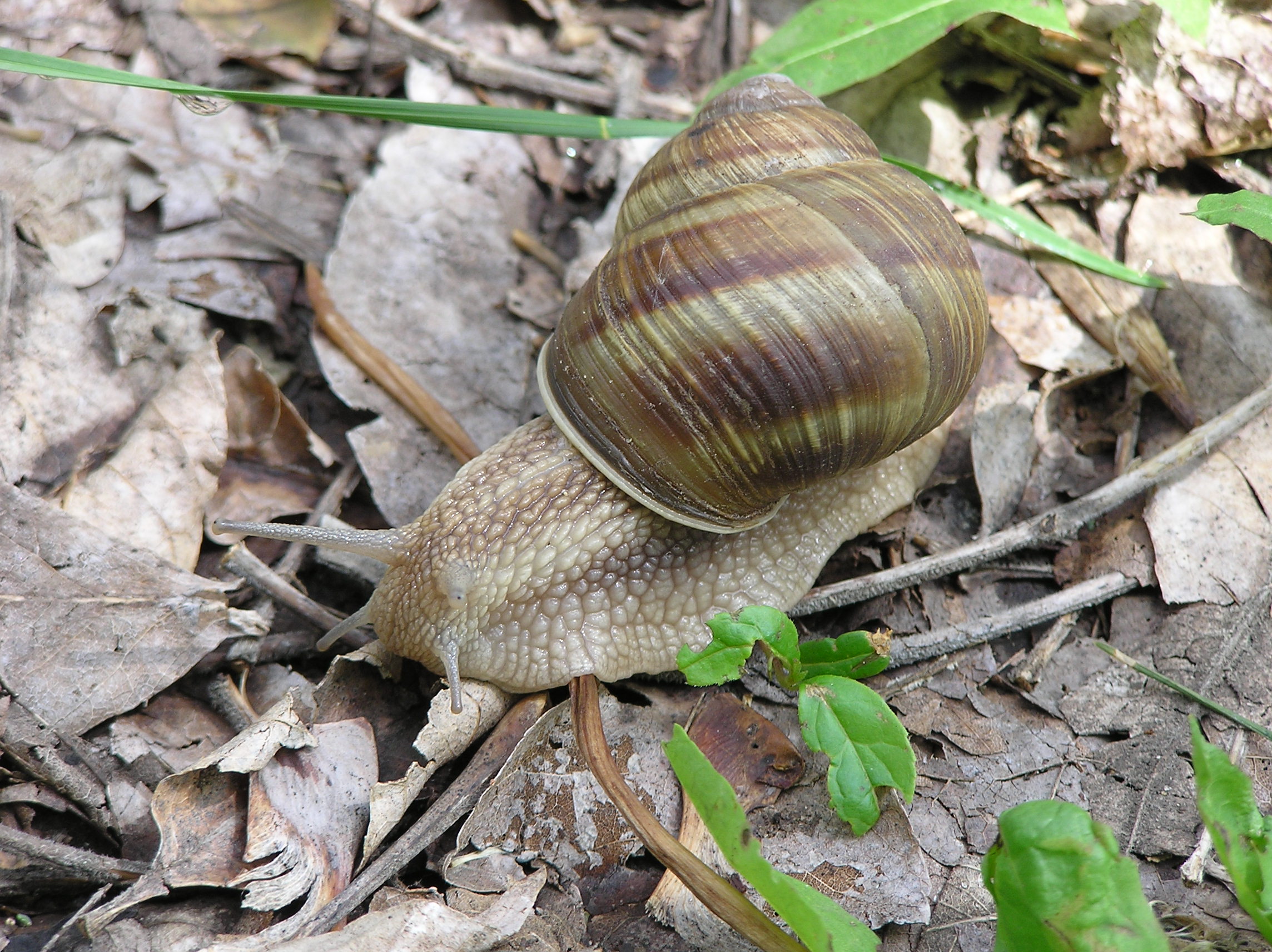 Helix pomatia Russia