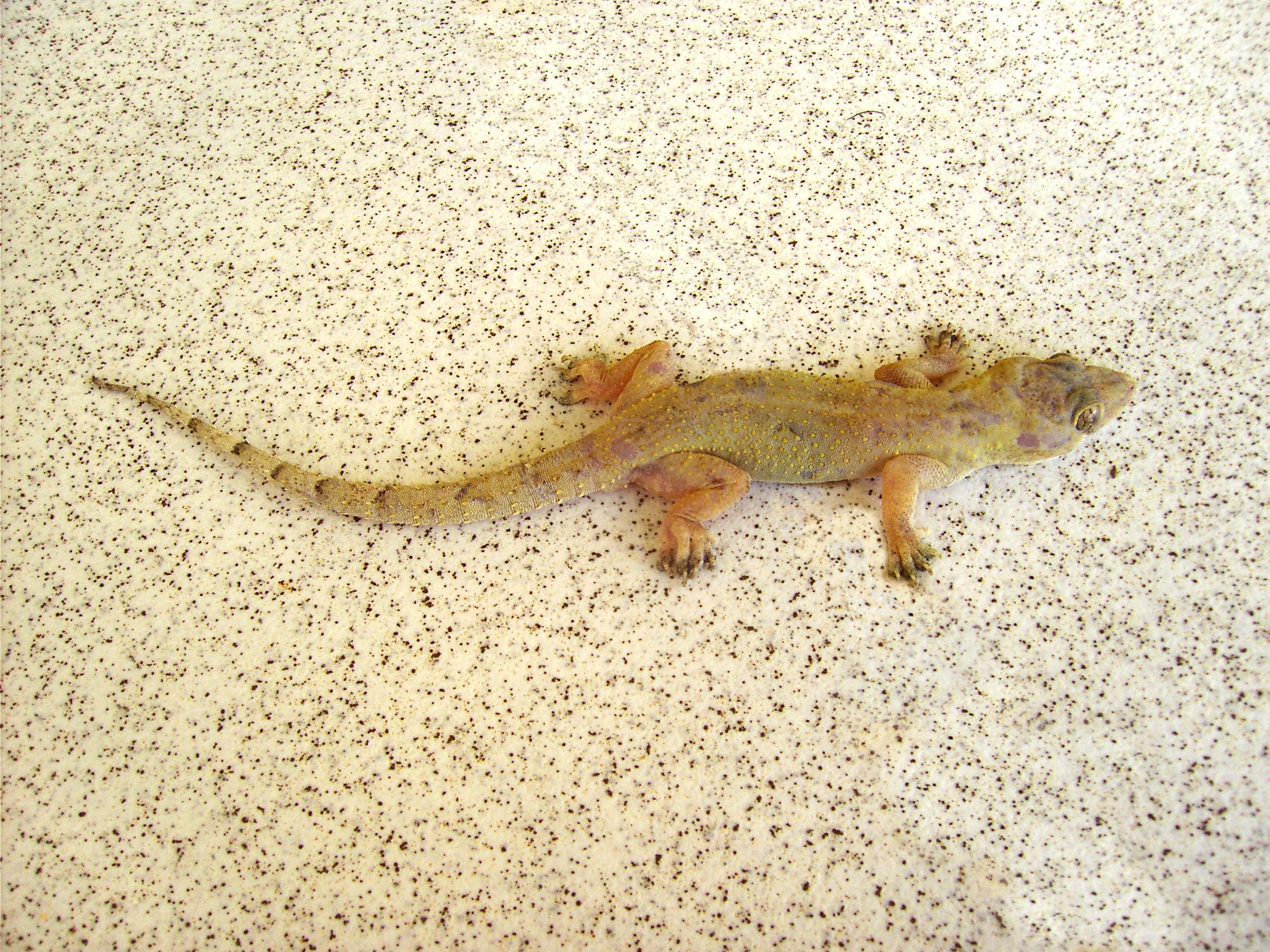 Hemidactylus mabouia (Dominica)