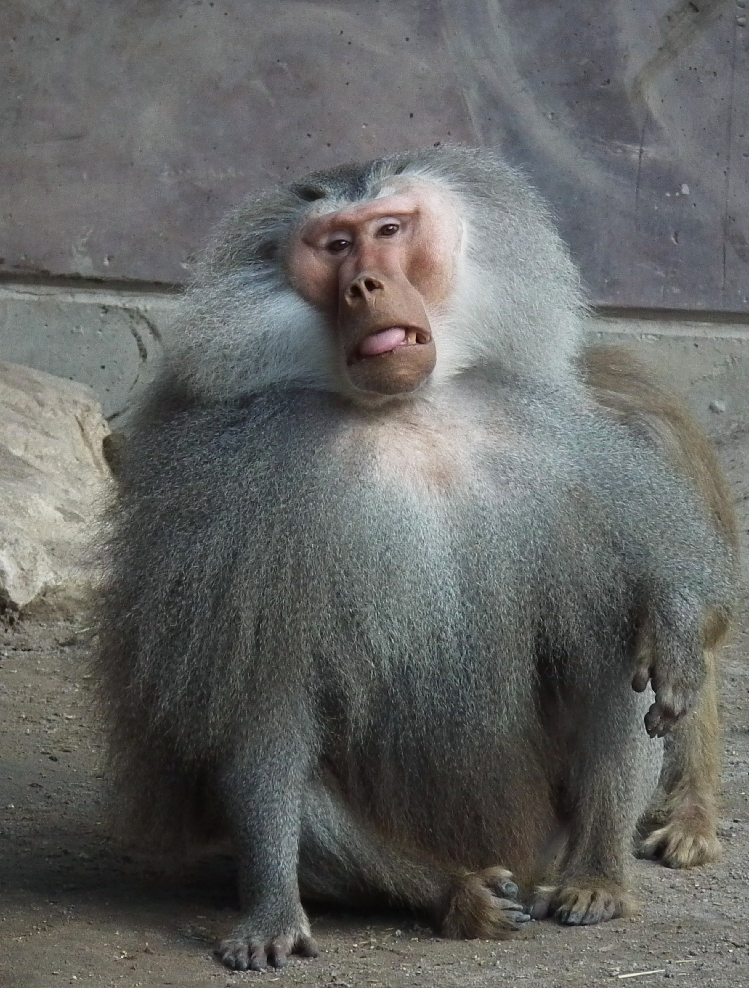 Herausgestreckte Zunge Mantelpavian 2011