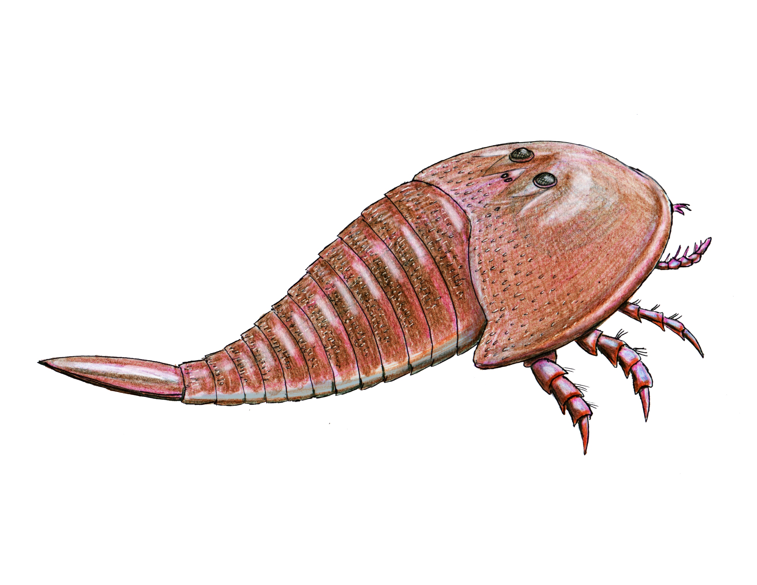 Hibbertopterus scouleri