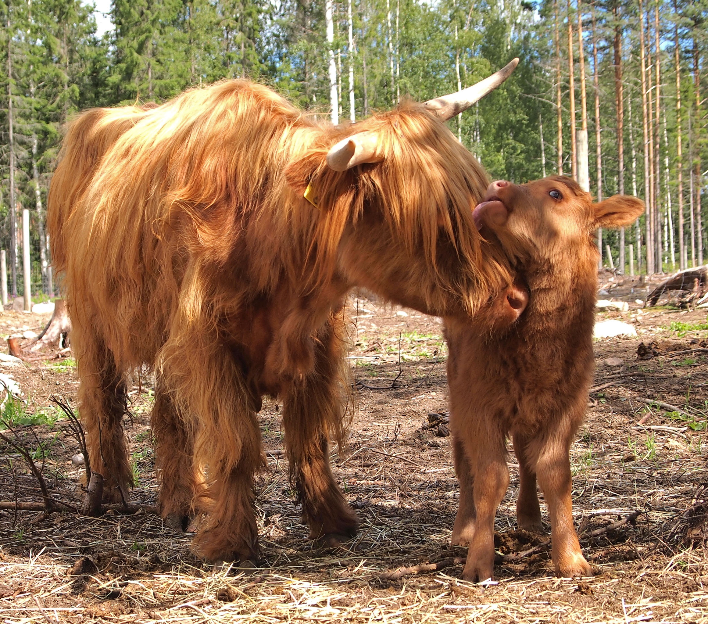 Highland cattle licking