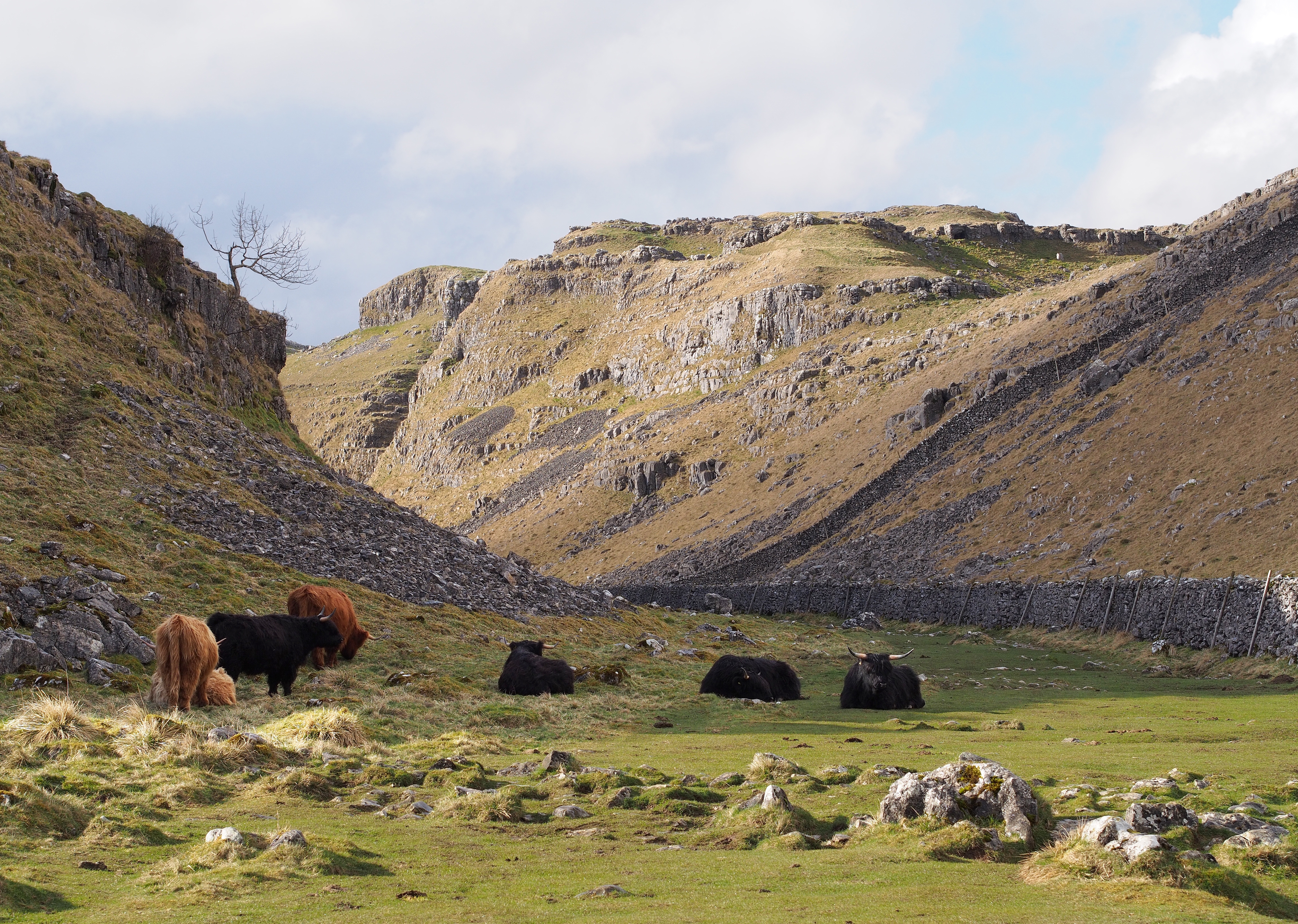 Highland Cattle on Pennine Way above Malham Cove 2014-03